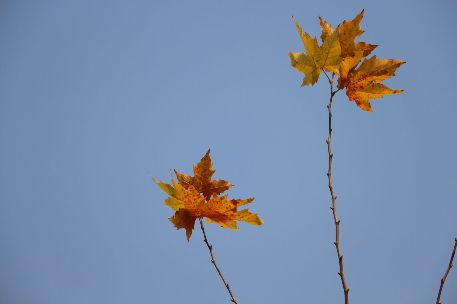 Canon EOS 700D (EOS Rebel T5i / EOS Kiss X7i) sample photo. Maple, sky, blue photography
