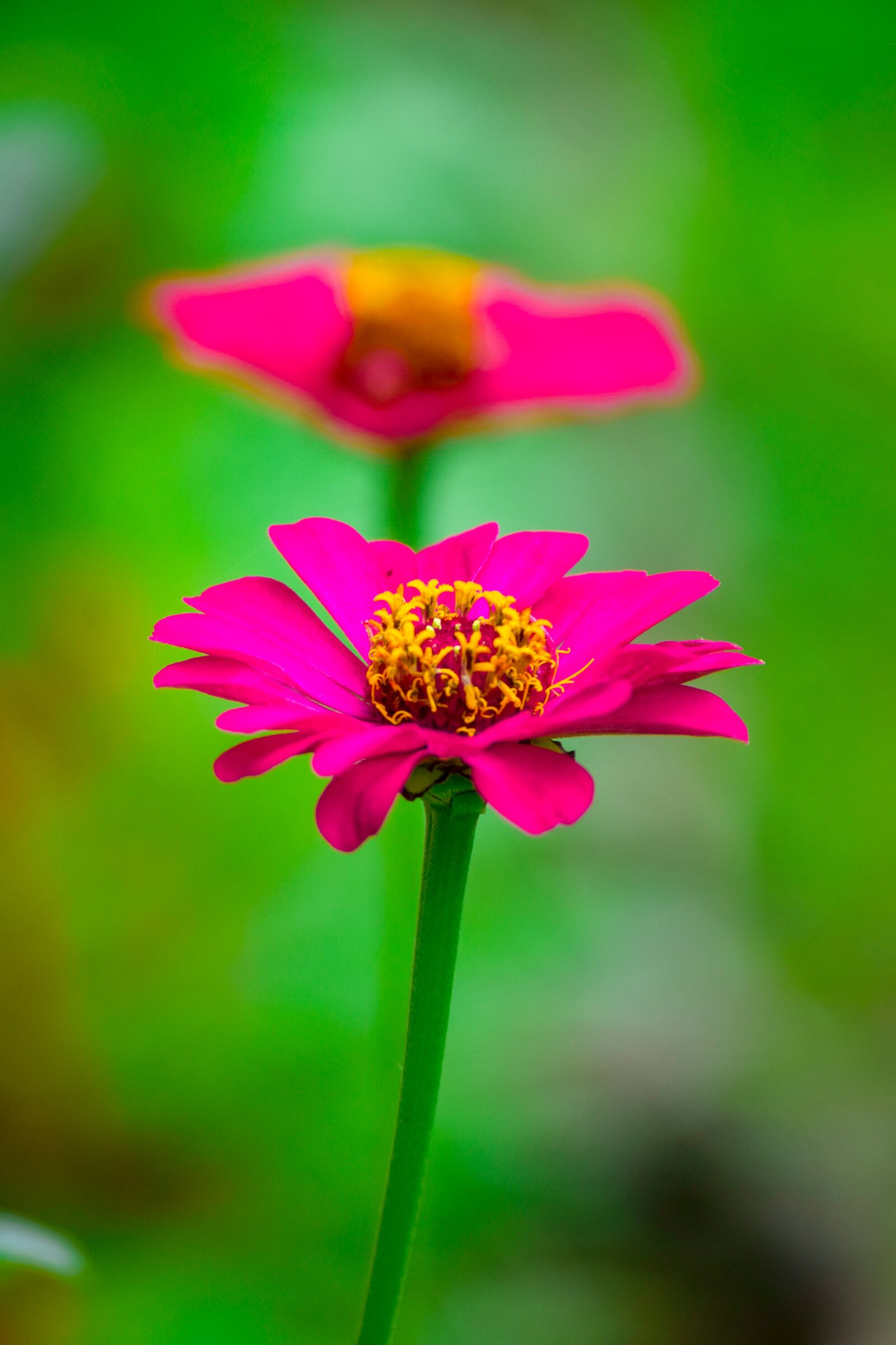 Nikon D5300 sample photo. Flower, pink flower, plant photography
