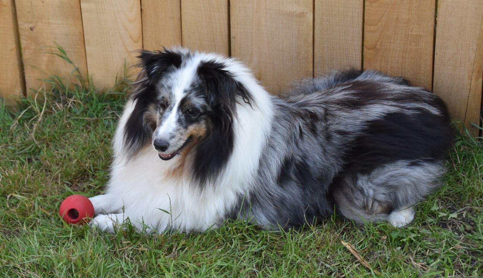 Nikon D5600 sample photo. Dog, bitch, shetland sheepdog photography