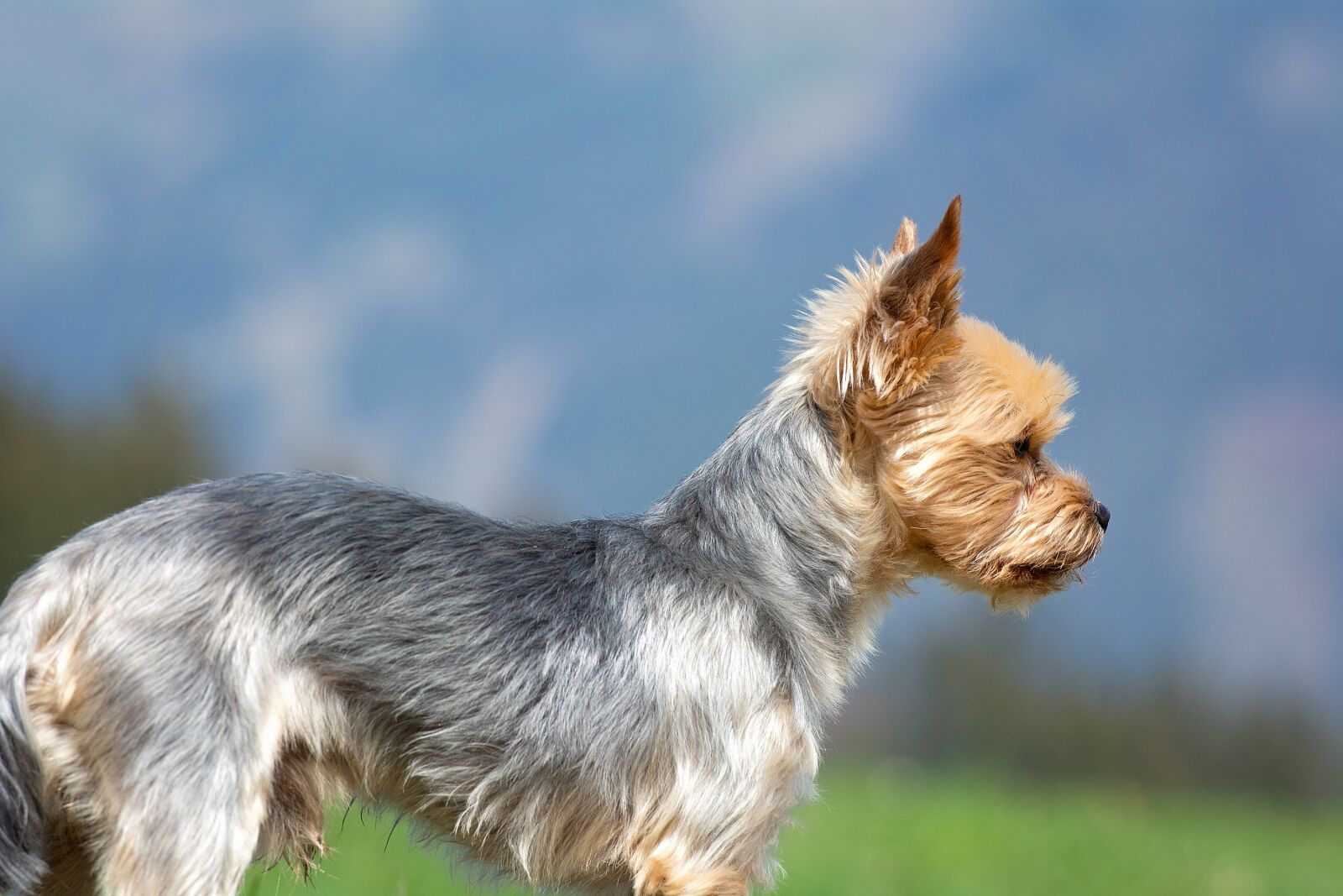 Nikon D7100 sample photo. Dog, yorkshire terrier, out photography