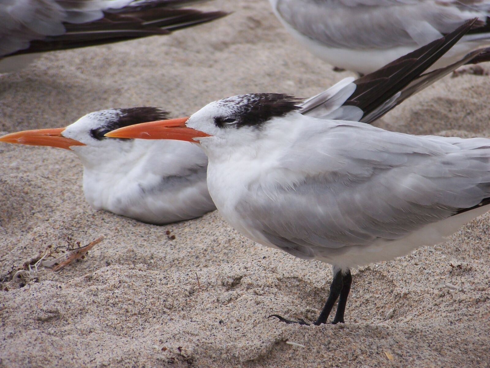 Kodak Z612 ZOOM DIGITAL CAMERA sample photo. Seagull, bird, nature photography