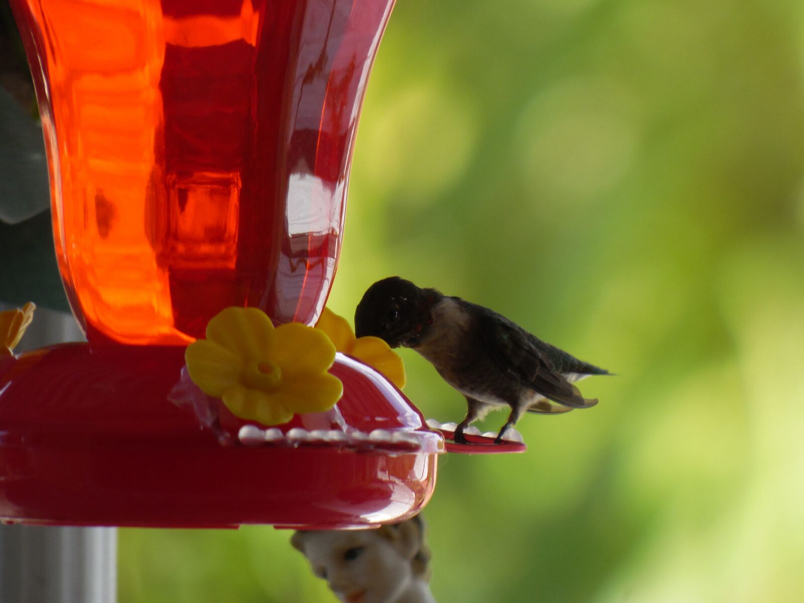 Samsung WB2200F sample photo. Nature, ave, beauty photography