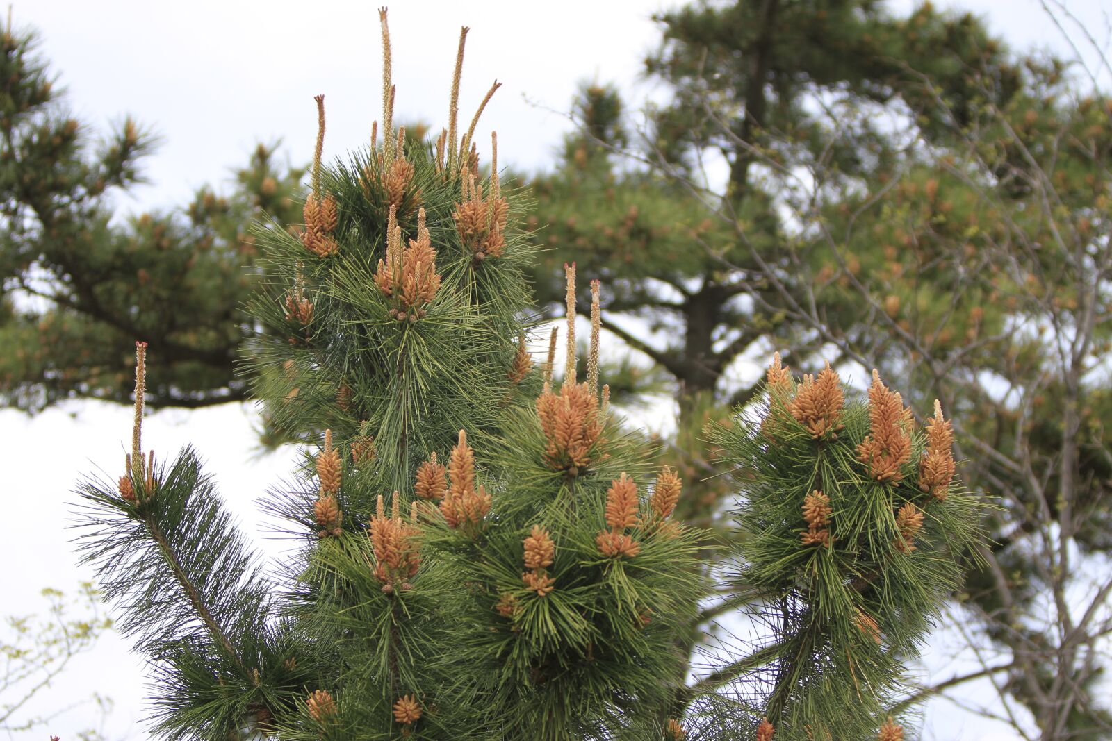 Canon EOS 7D sample photo. Pohang, everywhere park, pine photography
