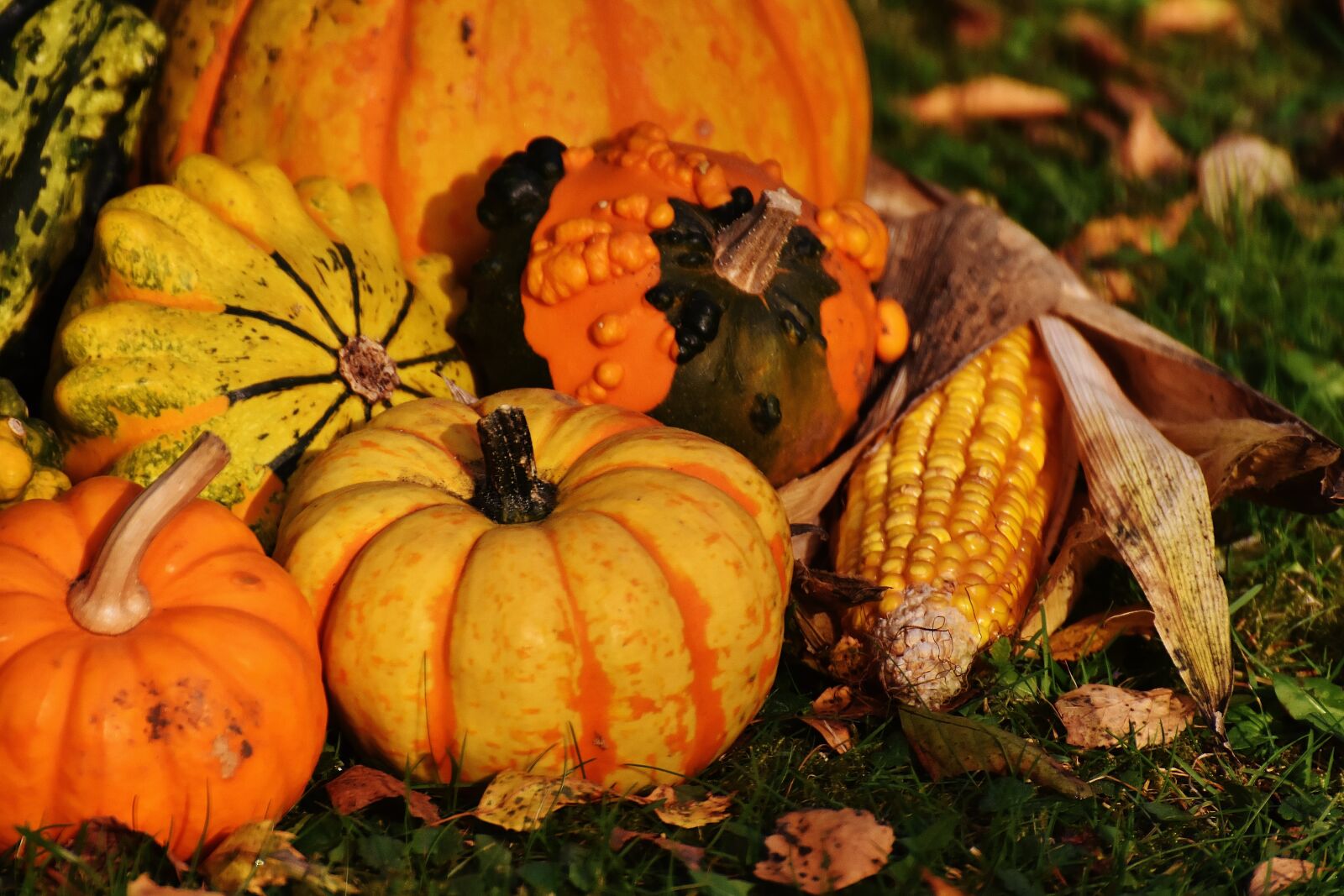 Nikon D7200 sample photo. Pumpkins, decorative squashes, nature photography