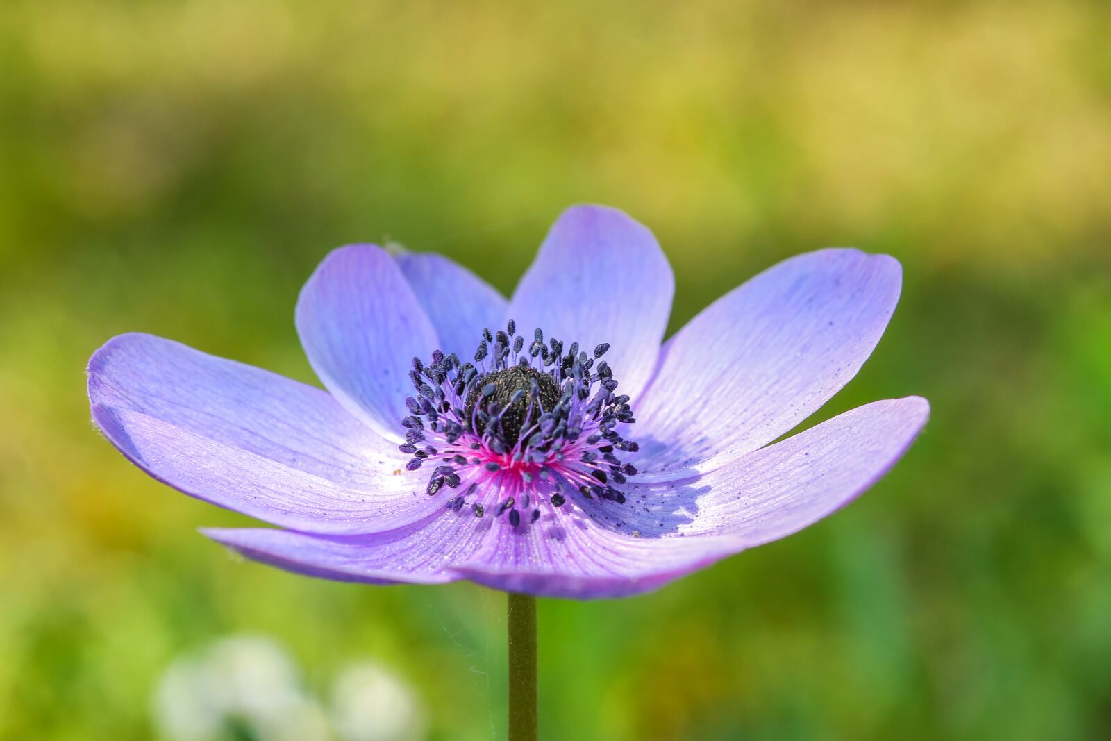 Canon EOS 60D sample photo. Nature, flower, plant photography