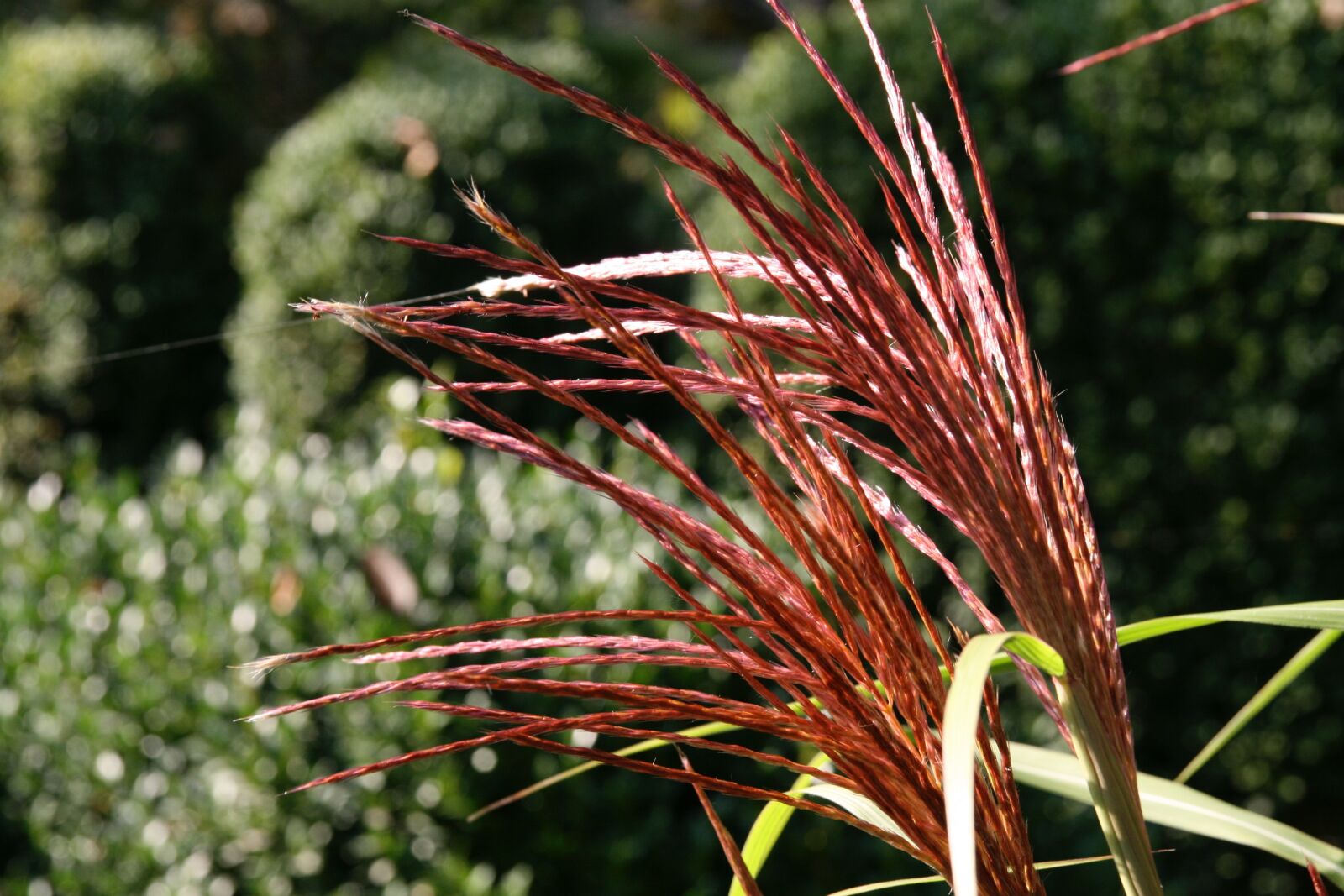 Canon EOS 400D (EOS Digital Rebel XTi / EOS Kiss Digital X) sample photo. Grasses, red, pods photography