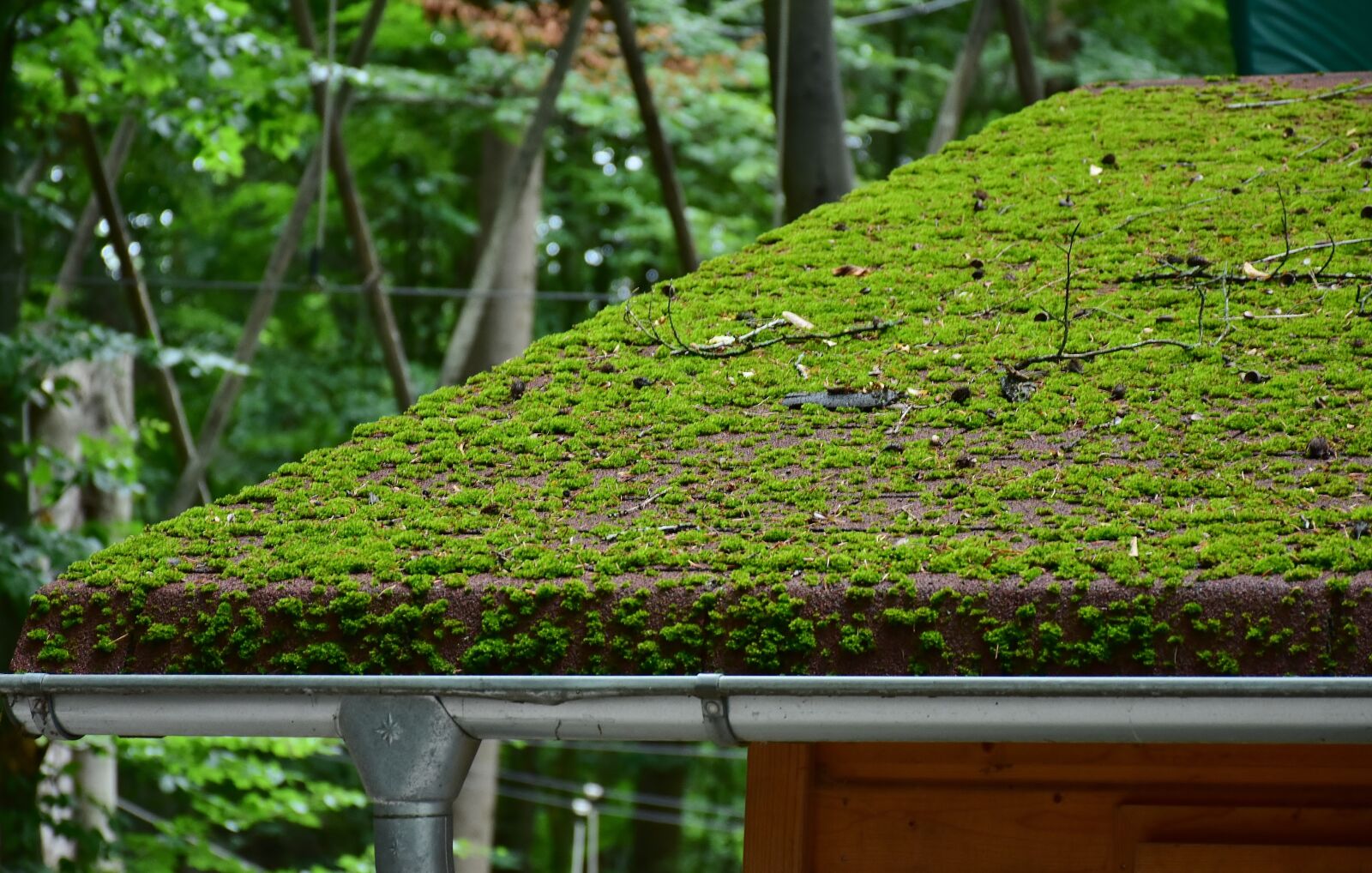 Nikon D7200 sample photo. Roof, brick, moss photography