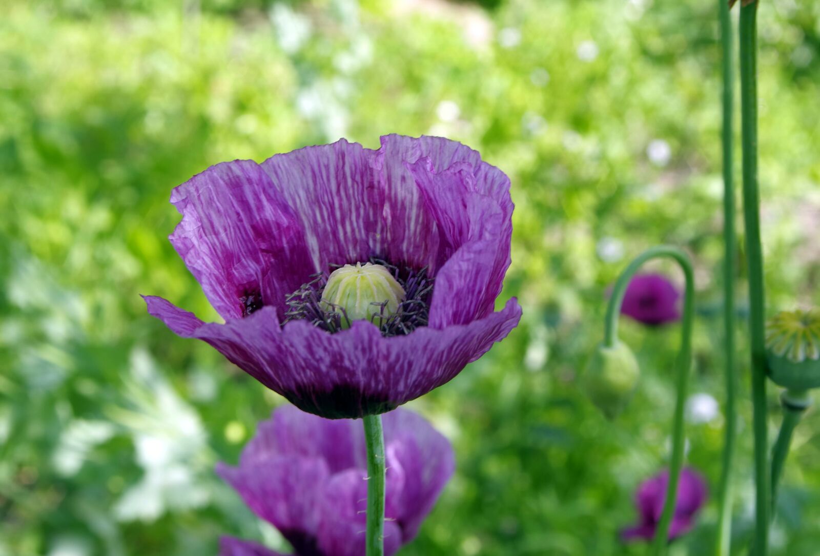 Pentax K-S2 sample photo. Poppy, grasshopper, violet photography