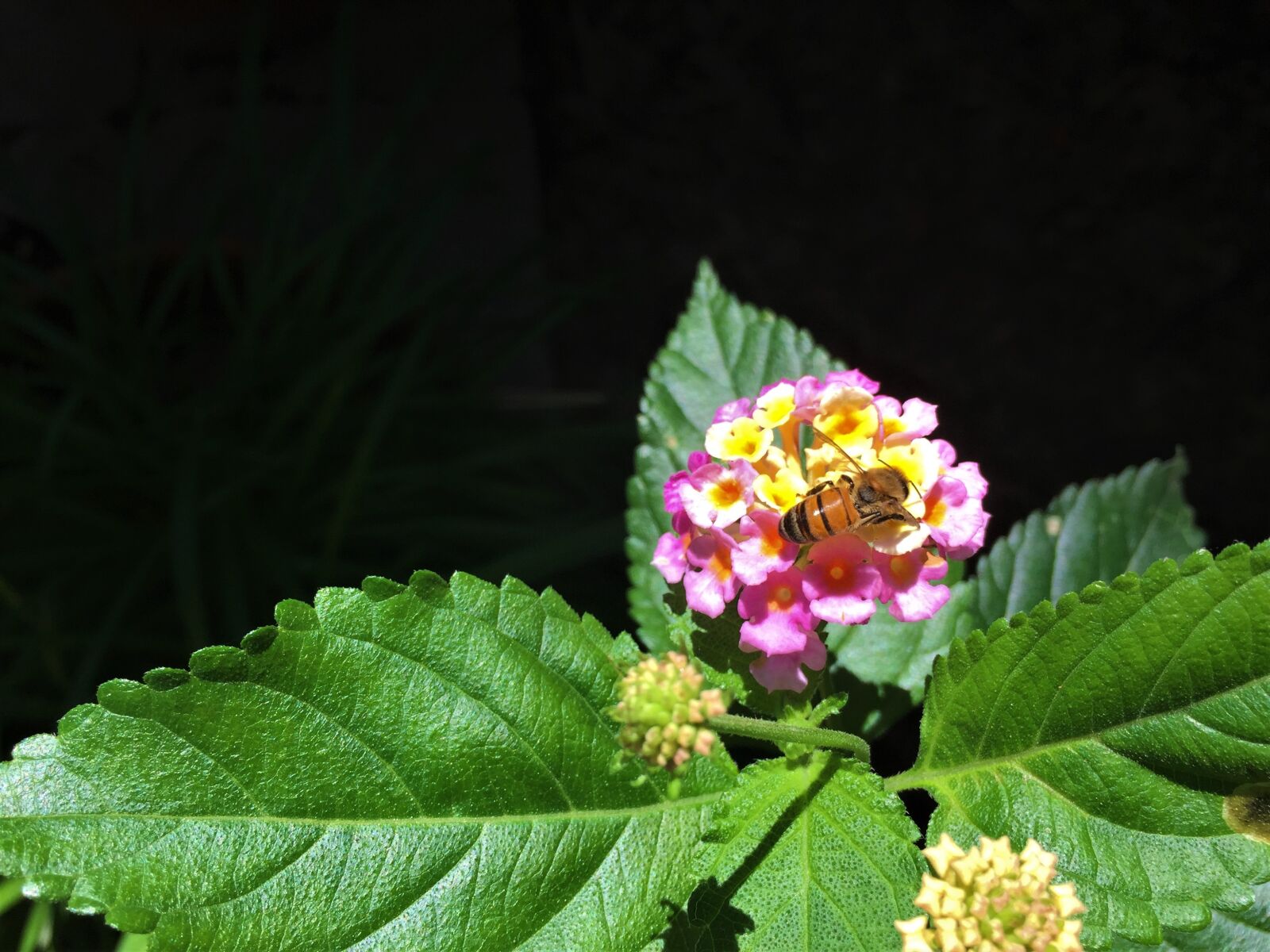 iPhone 6 Plus back camera 4.15mm f/2.2 sample photo. Macro, bee, flower photography