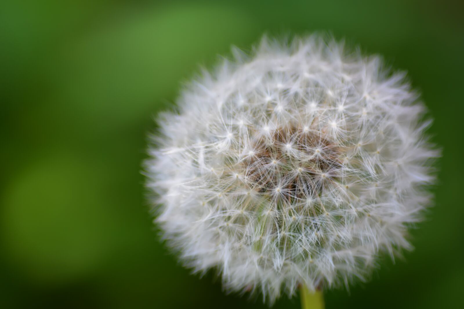 Nikon D5200 sample photo. Dandelions, spring, flowers photography