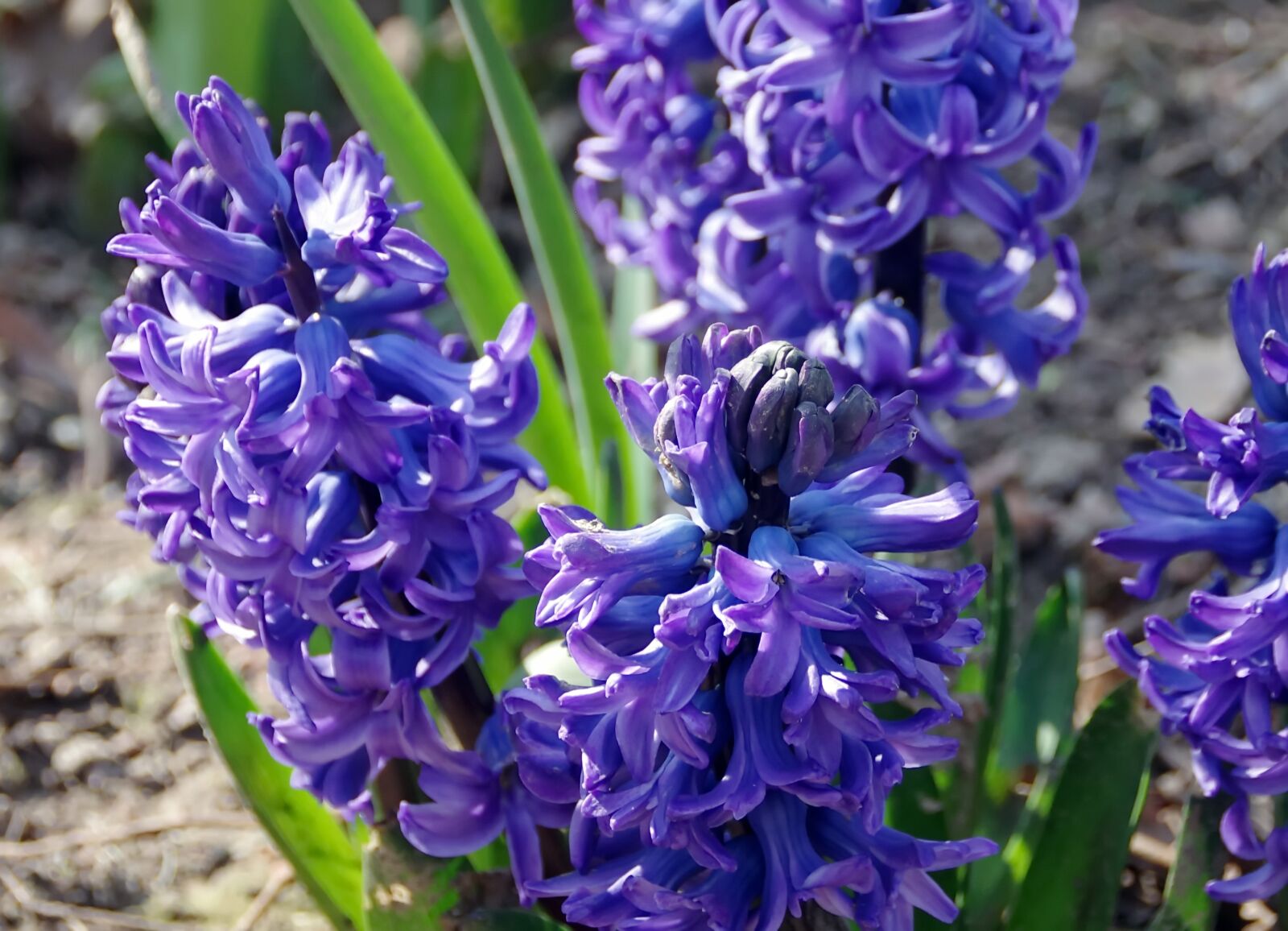 Pentax K-5 sample photo. Hyacinths, jacinthus, lily photography