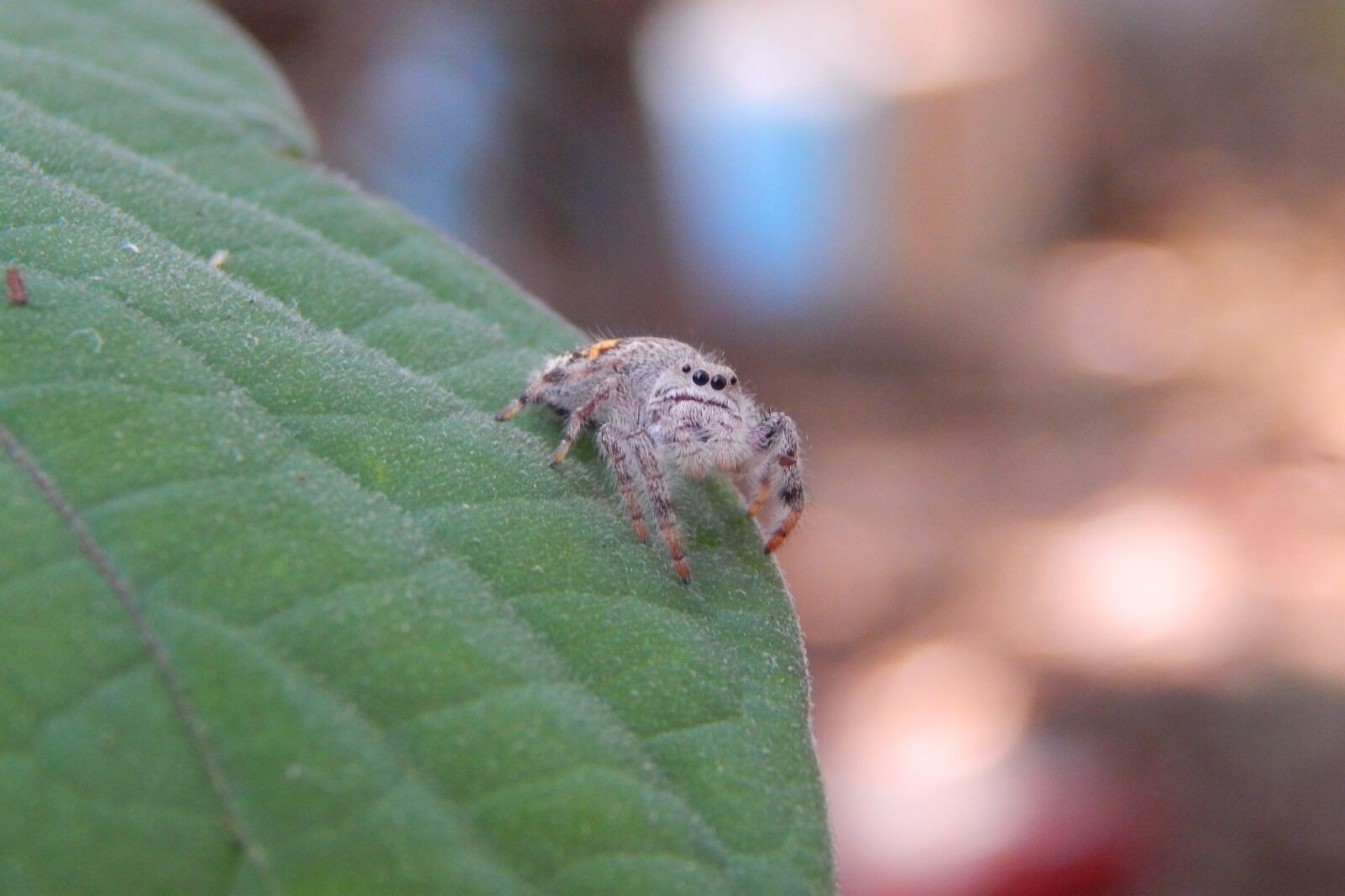 Nikon Coolpix L820 sample photo. Spider, insect, nature photography