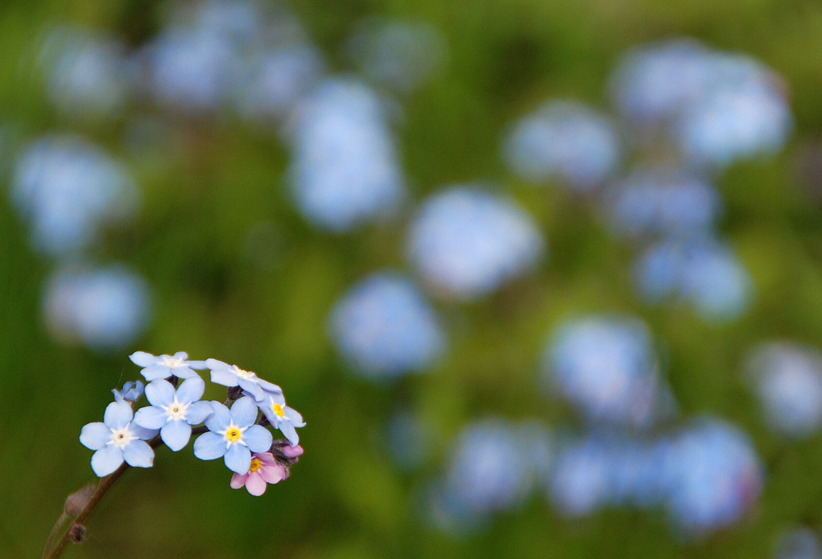 Nikon D80 sample photo. Nots, flowers, the delicacy photography
