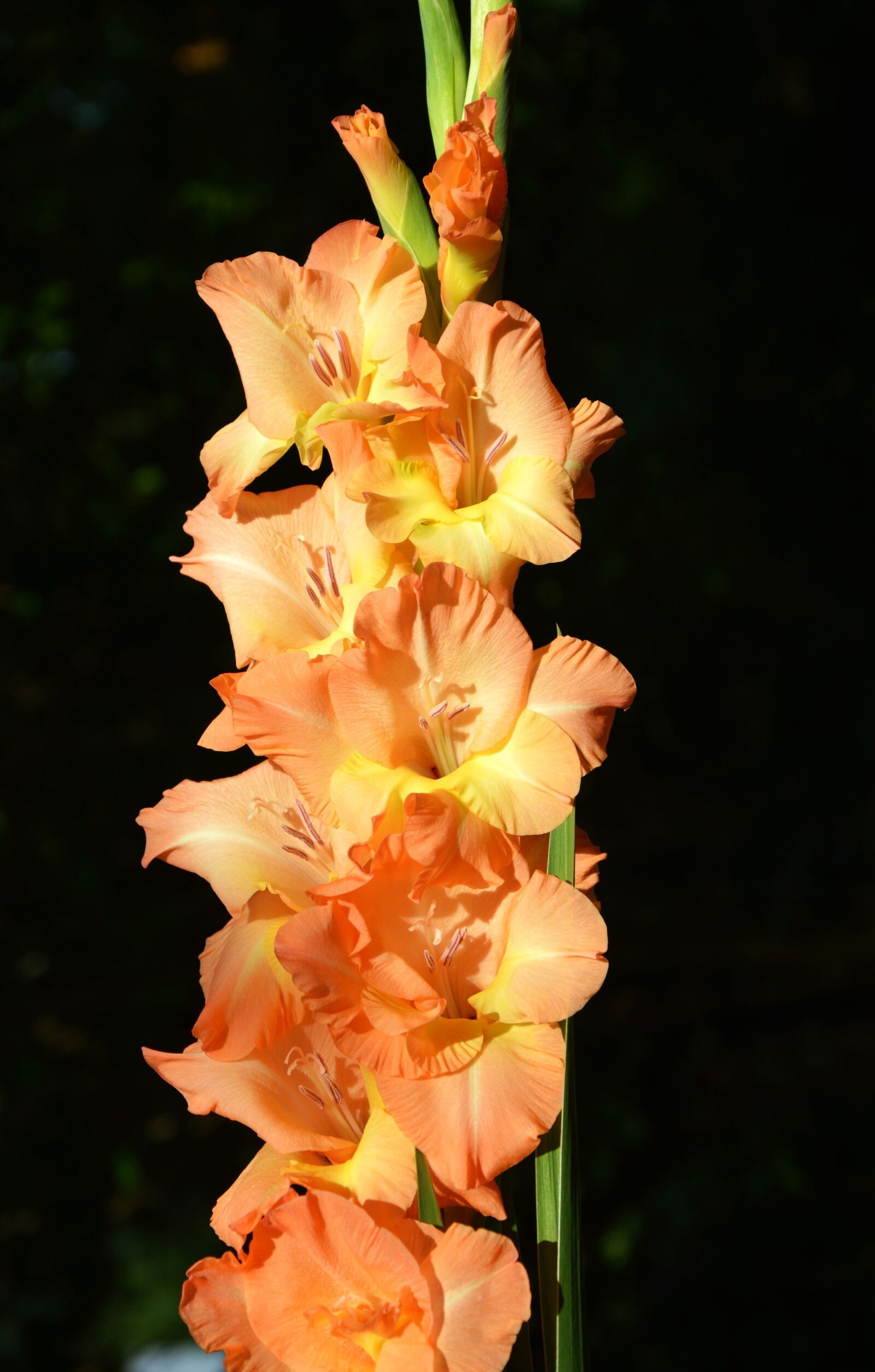 Nikon D3200 sample photo. Gladiolus, gladidus, butterfly greenhouse photography