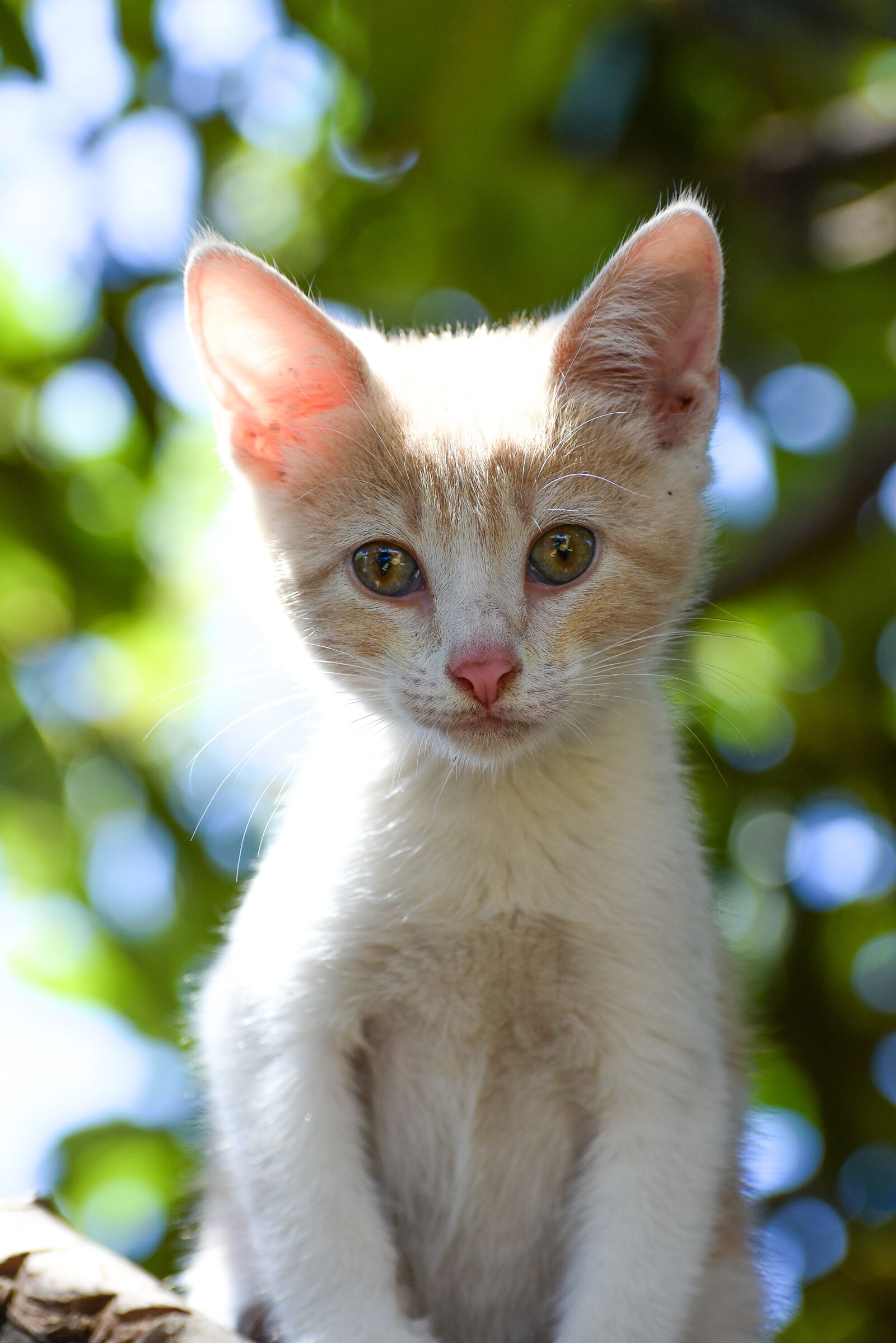 Nikon D3400 sample photo. Cat, kitty, kitten photography