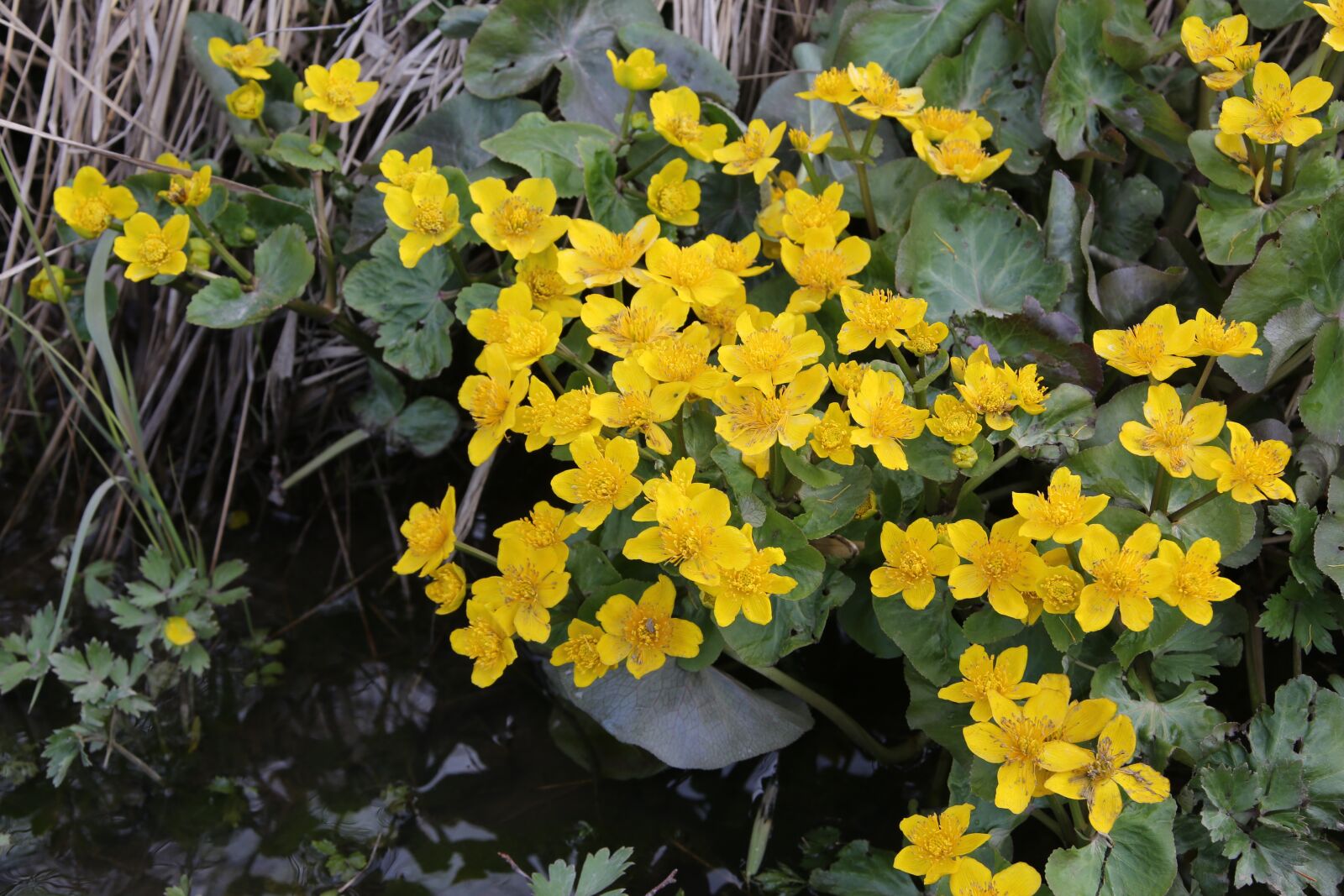 Canon EF 28-300mm F3.5-5.6L IS USM sample photo. Marsh marigold, luhtarentukka, calthapalustris photography