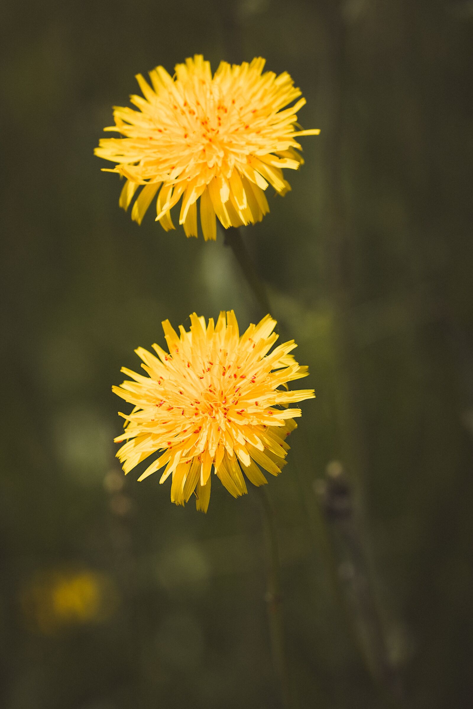 Nikon D7100 sample photo. Dandelion, flowers, dandelion flowers photography