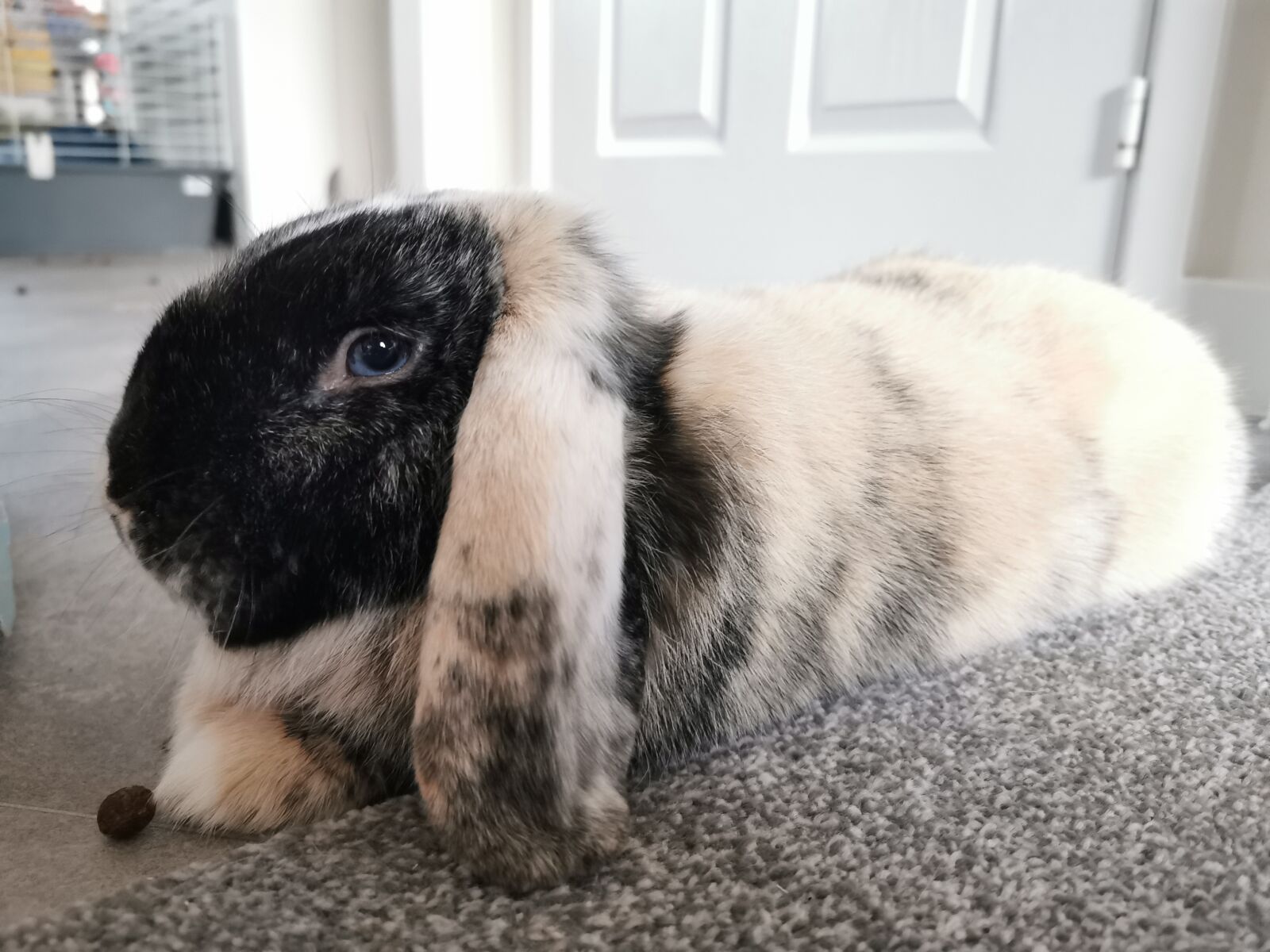 HUAWEI P30 Pro sample photo. Rabbit, bunny, animal photography