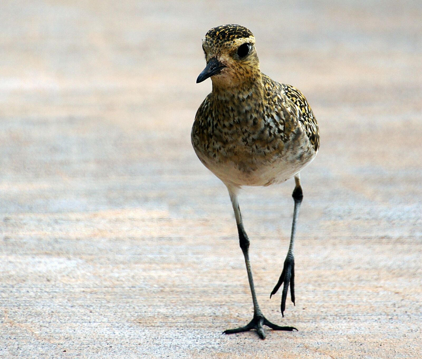Sony Alpha DSLR-A580 + DT 18-270mm F3.5-6.3 sample photo. Pacific golden plover, bird photography