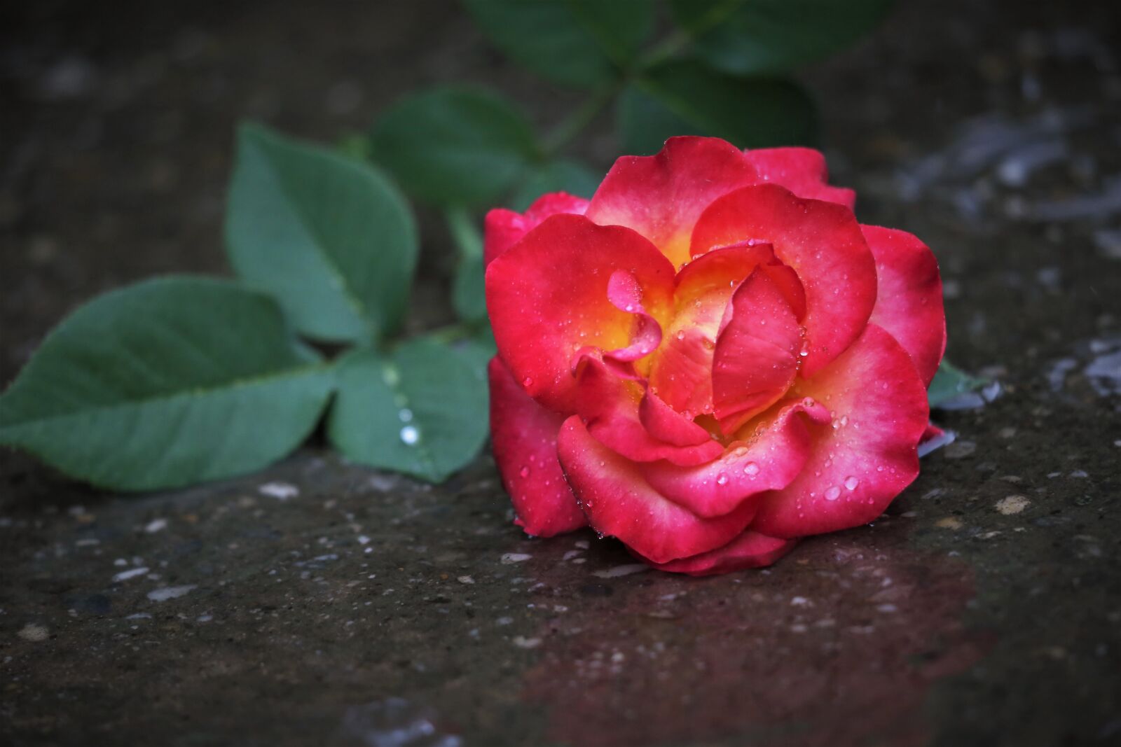Canon EF 70-300 F4-5.6 IS II USM sample photo. Red yellow rose in photography