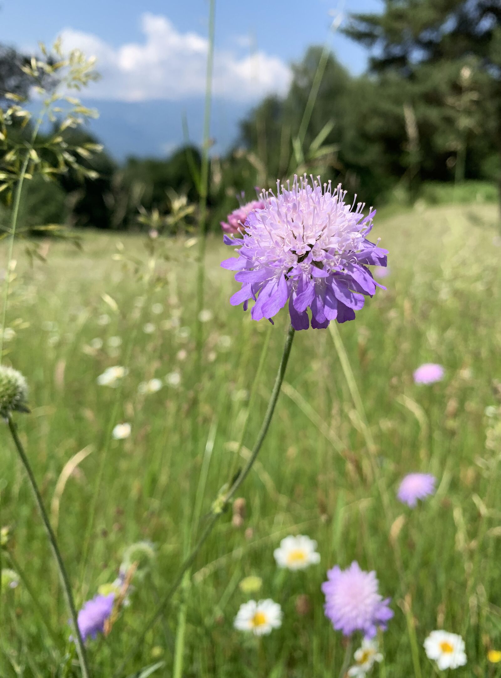 Apple iPhone XR sample photo. Meadow, flower, purple photography