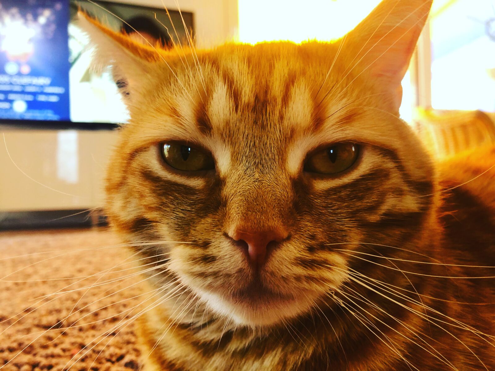 iPhone 8 back camera 3.99mm f/1.8 sample photo. Katze, kätzchen, gustaf photography