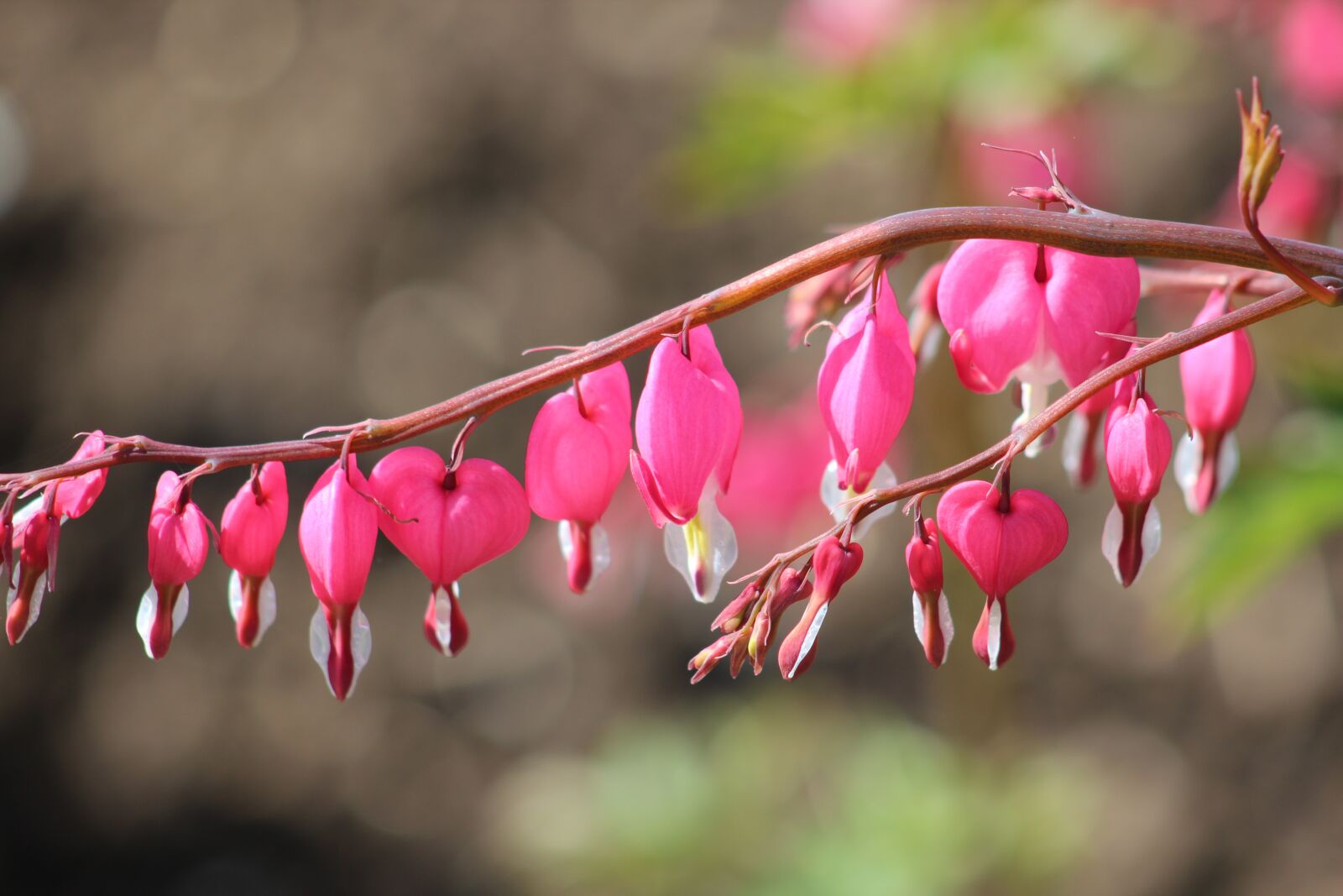 Canon EF 55-200mm F4.5-5.6 II USM sample photo. Bleeding heart, herzerlstock, marie photography