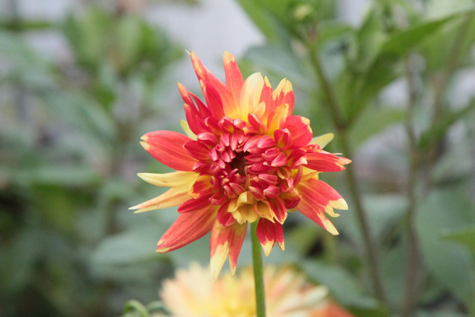 Canon EOS 600D (Rebel EOS T3i / EOS Kiss X5) sample photo. Dahlia, flowering dahlia, dahlia-orange photography
