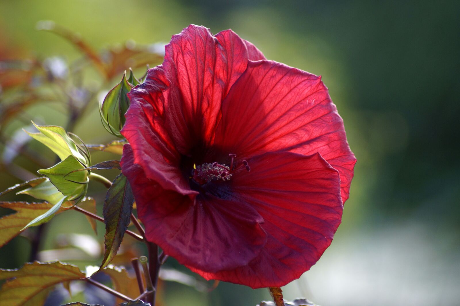 Sony SLT-A58 sample photo. Hibiscus, rosa sinensis, red photography