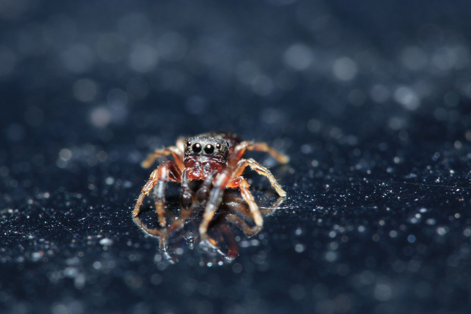 Canon EOS 5D Mark III + Canon EF 100mm F2.8 Macro USM sample photo. Jumping spider, spider, macro photography
