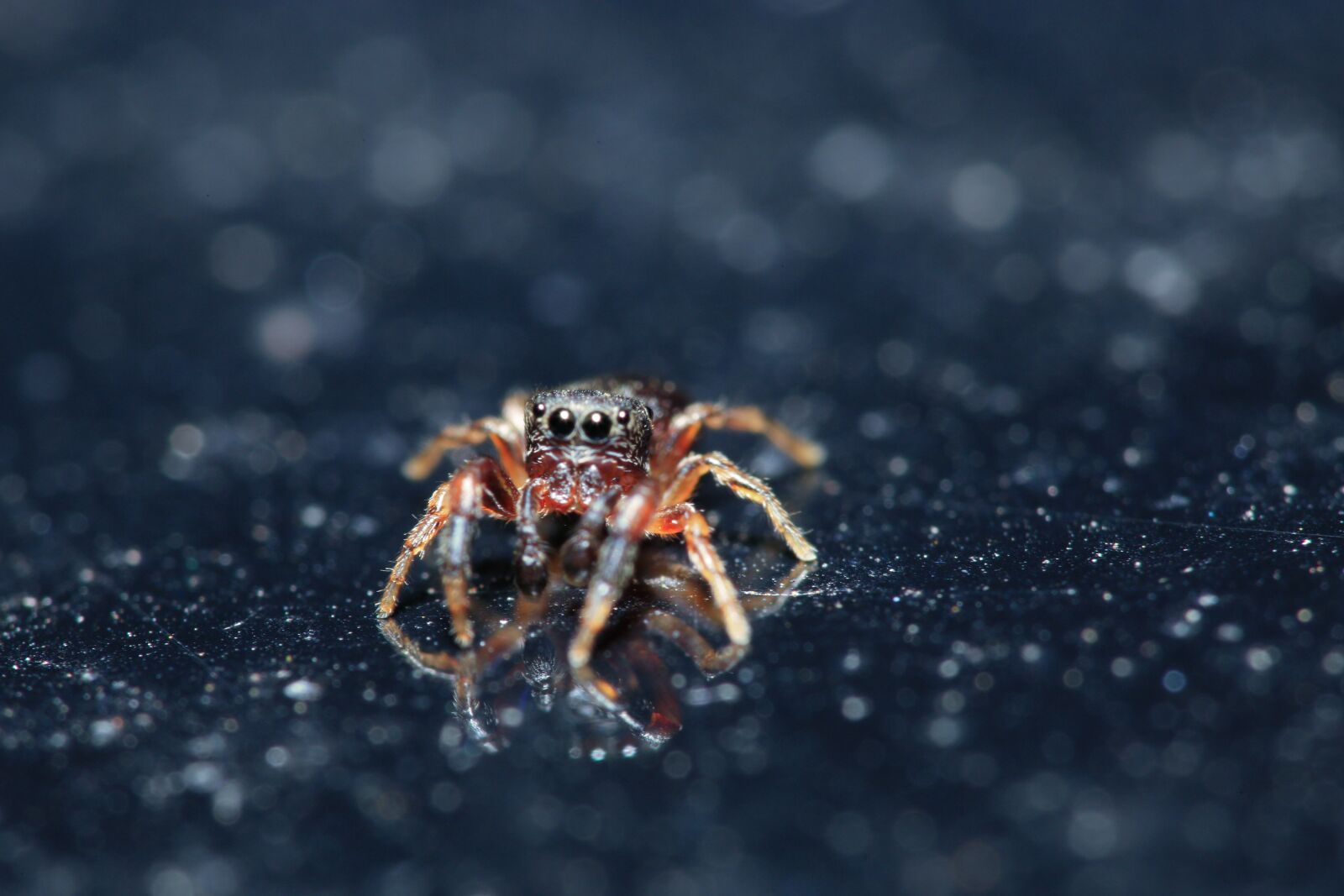 Canon EF 100mm F2.8 Macro USM sample photo. Jumping spider, spider, macro photography