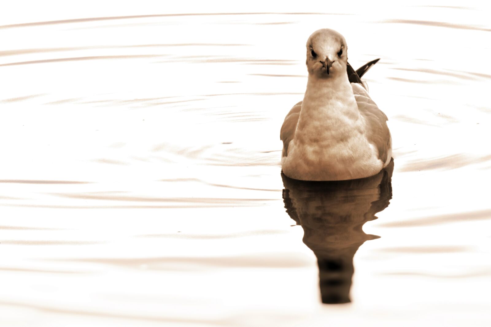 Nikon D5300 sample photo. Bird, sea gull swimming photography