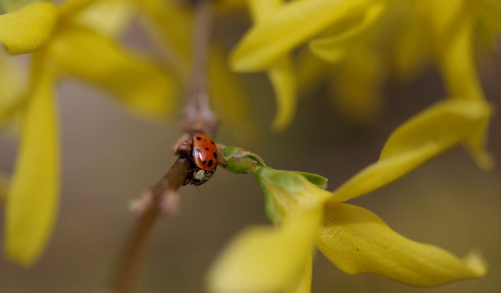Canon EF-S 60mm F2.8 Macro USM sample photo. Baja, flowers, yellow photography