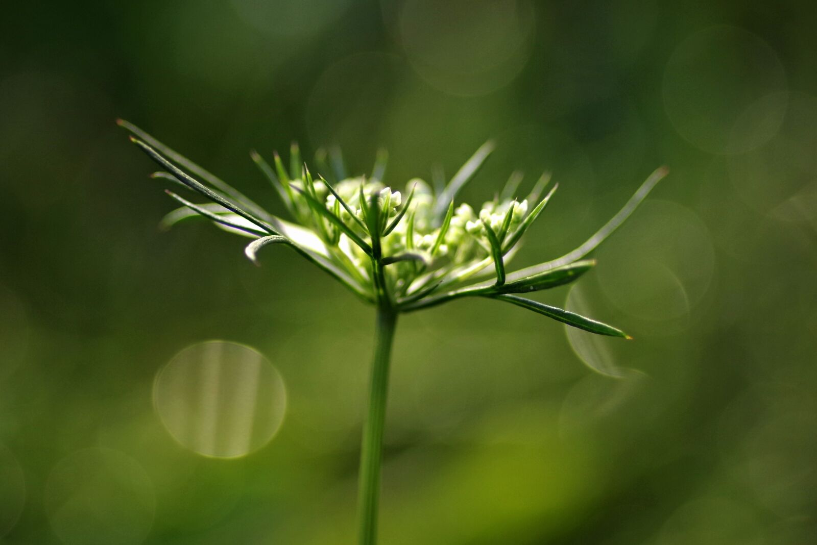 Pentax K-S2 sample photo. Wild carrot, flower, the photography