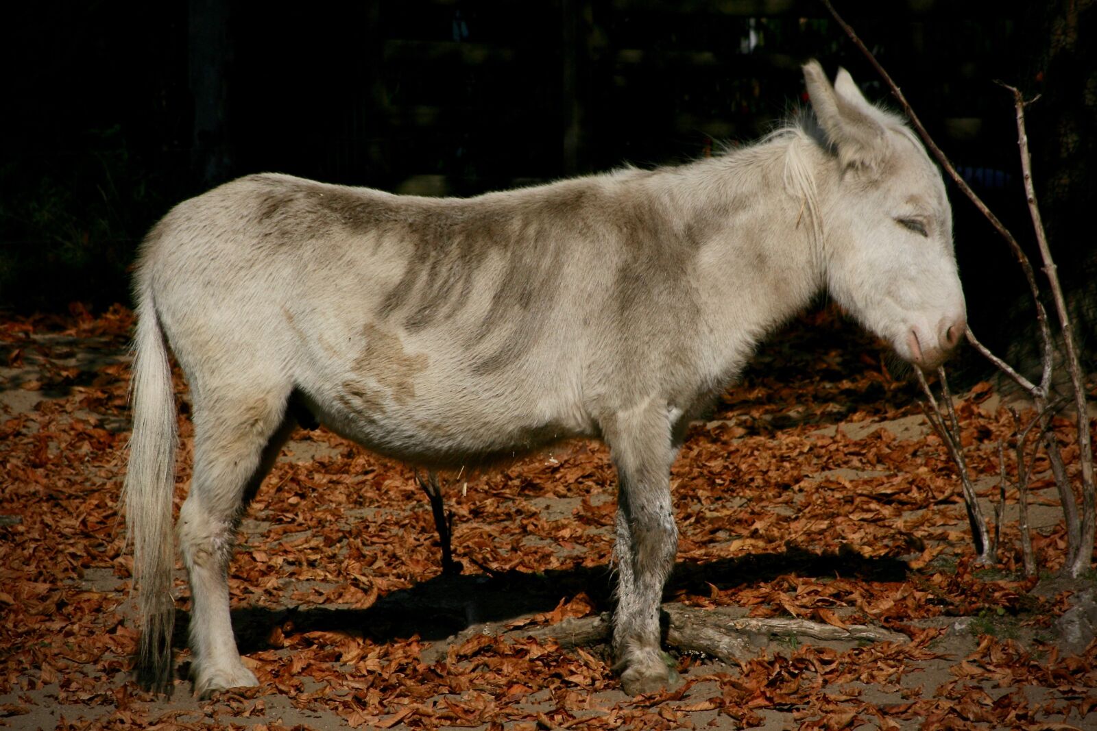 Canon EOS 400D (EOS Digital Rebel XTi / EOS Kiss Digital X) sample photo. Donkey, pet, ungulate photography