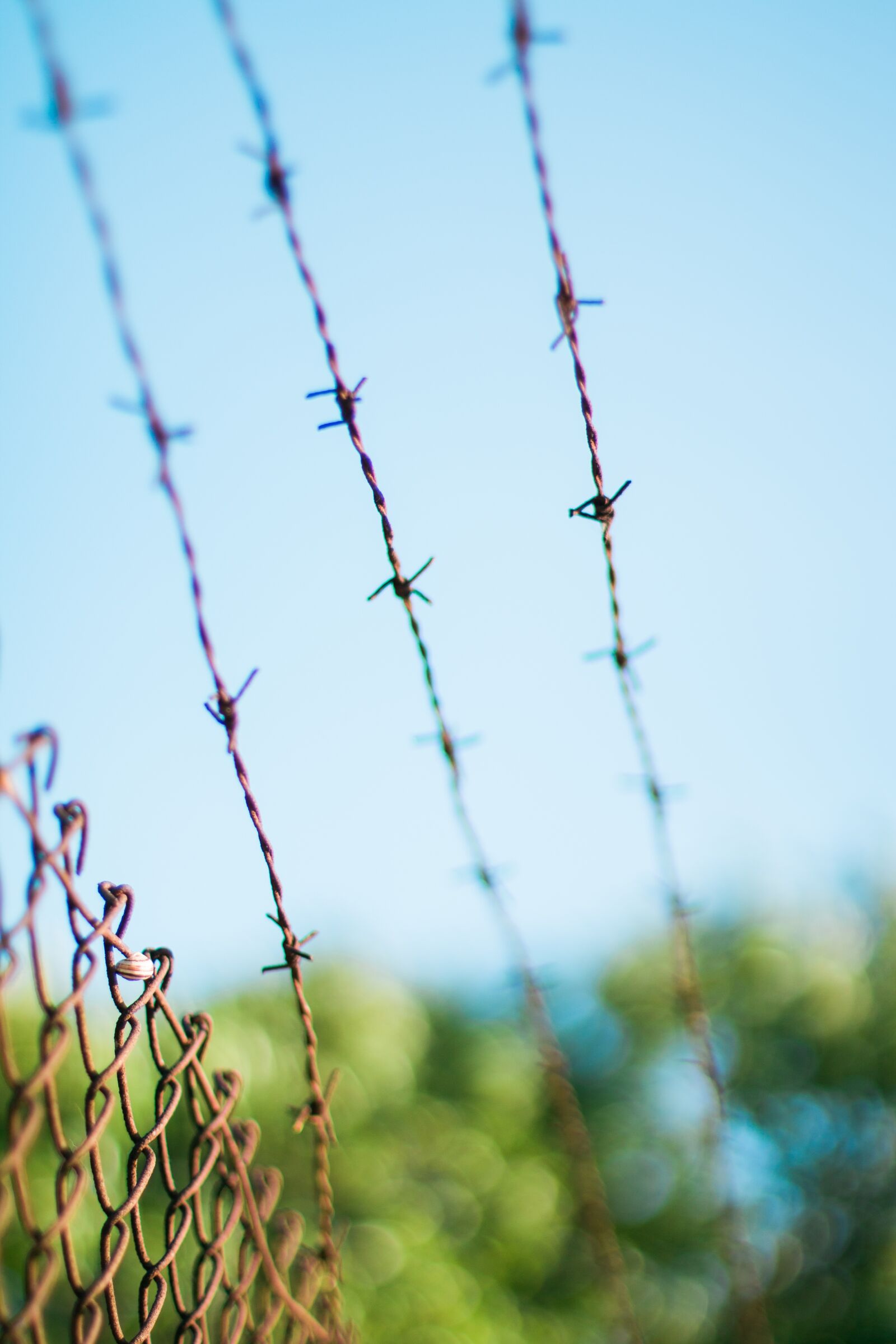 Canon EOS 70D sample photo. Barb wires, barbed wires photography