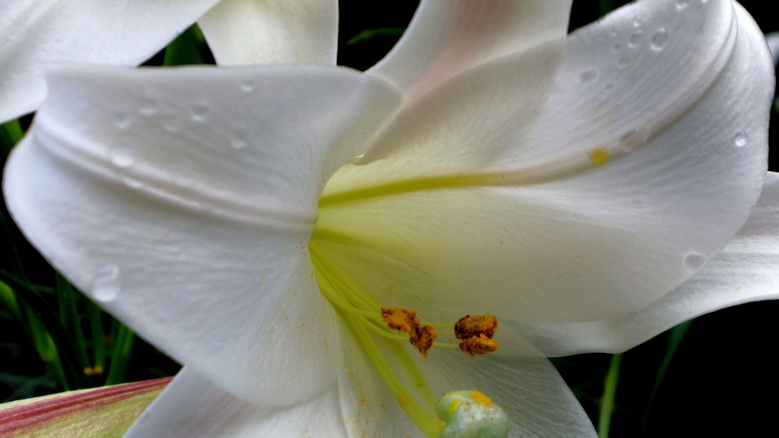 Pentax 02 Standard Zoom sample photo. Flower photography