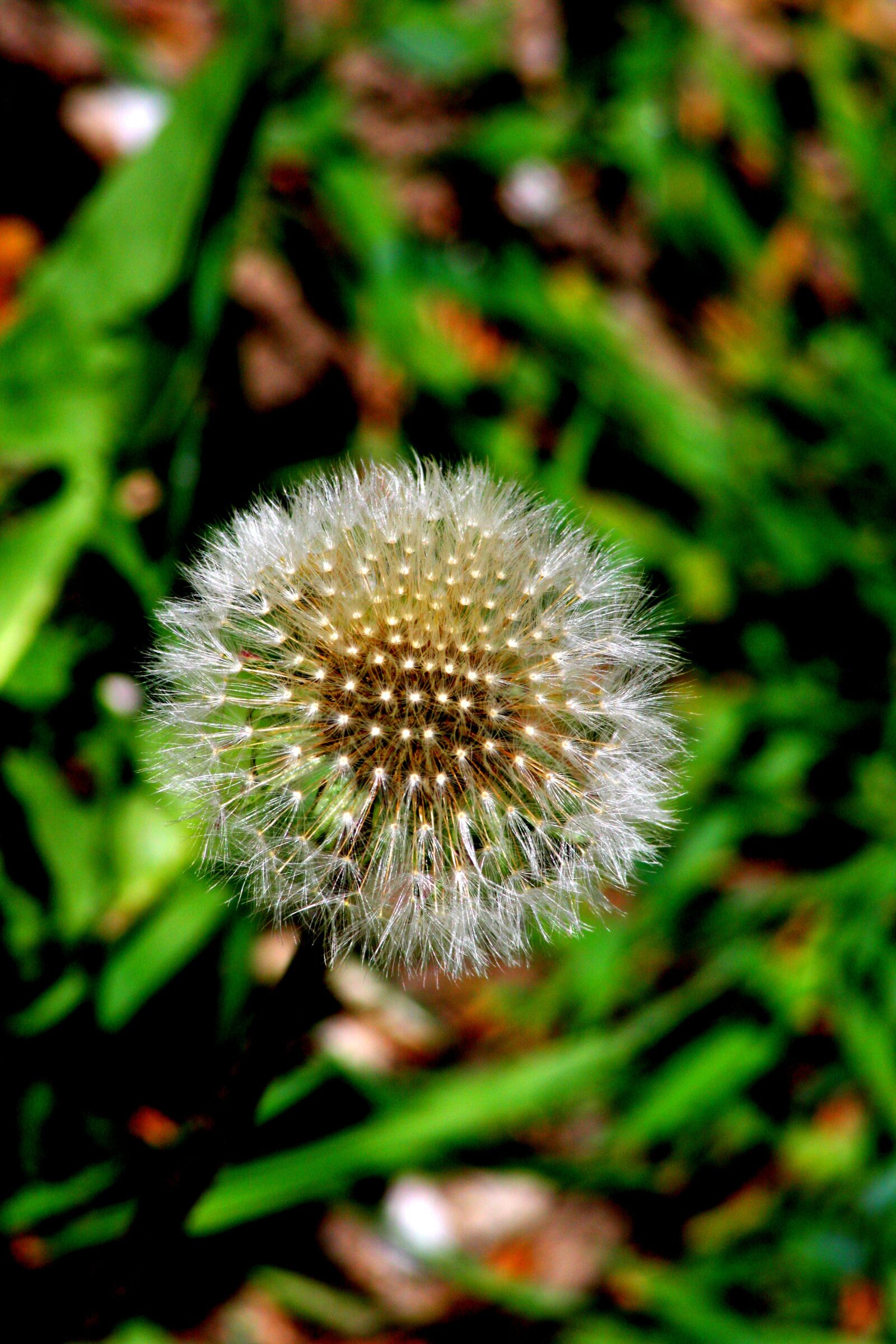 Canon EOS 40D sample photo. Flowers, nature, joy photography