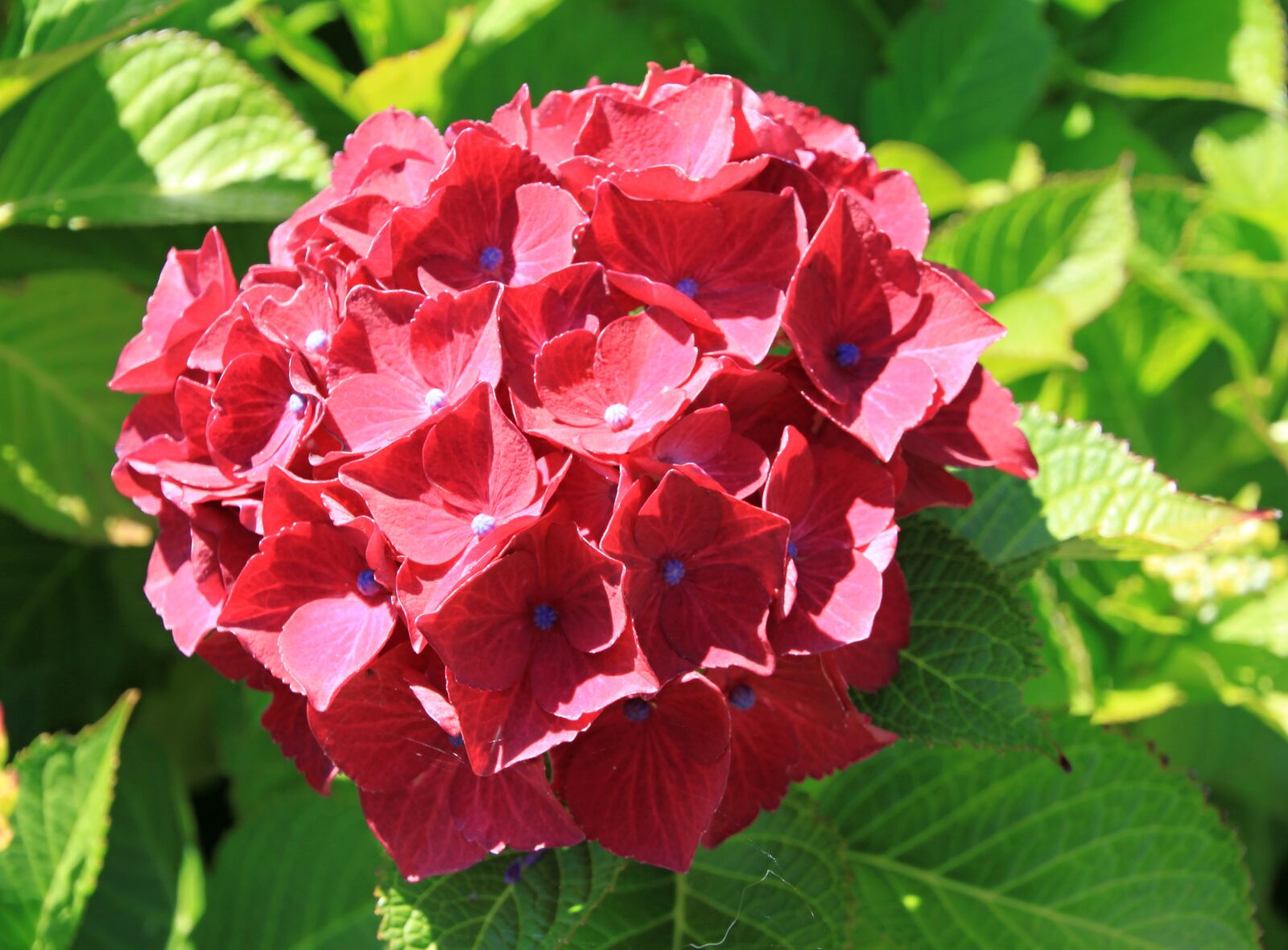 Canon EOS 500D (EOS Rebel T1i / EOS Kiss X3) sample photo. Flower, red, macro photography