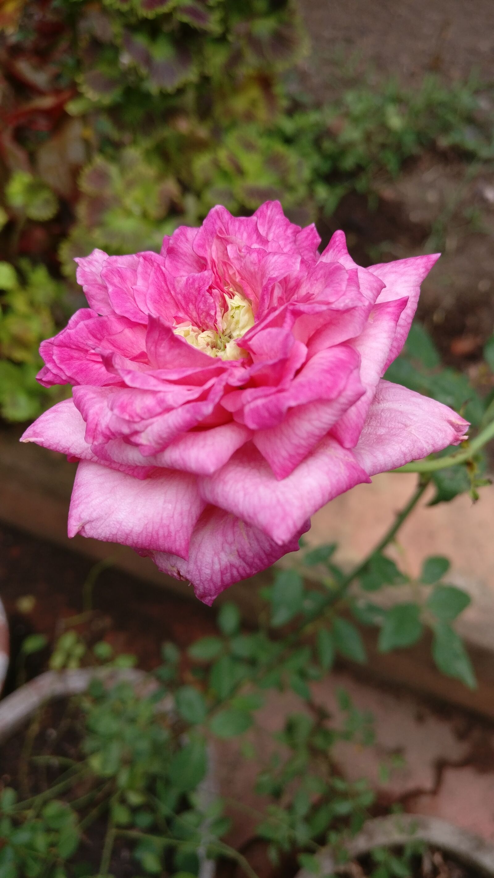 OnePlus A3003 sample photo. Rose, garden, bloom photography
