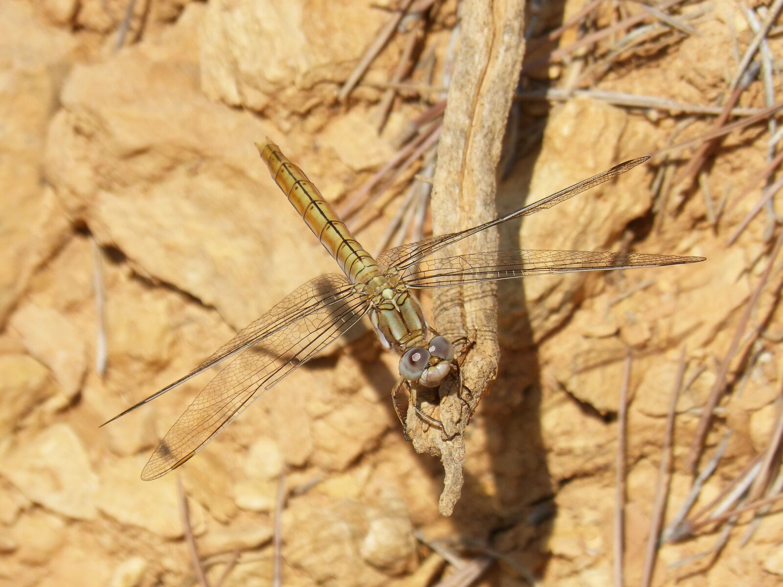 Panasonic DMC-FZ62 sample photo. Dragonfly, orthetrum chrysostigma, beauty photography