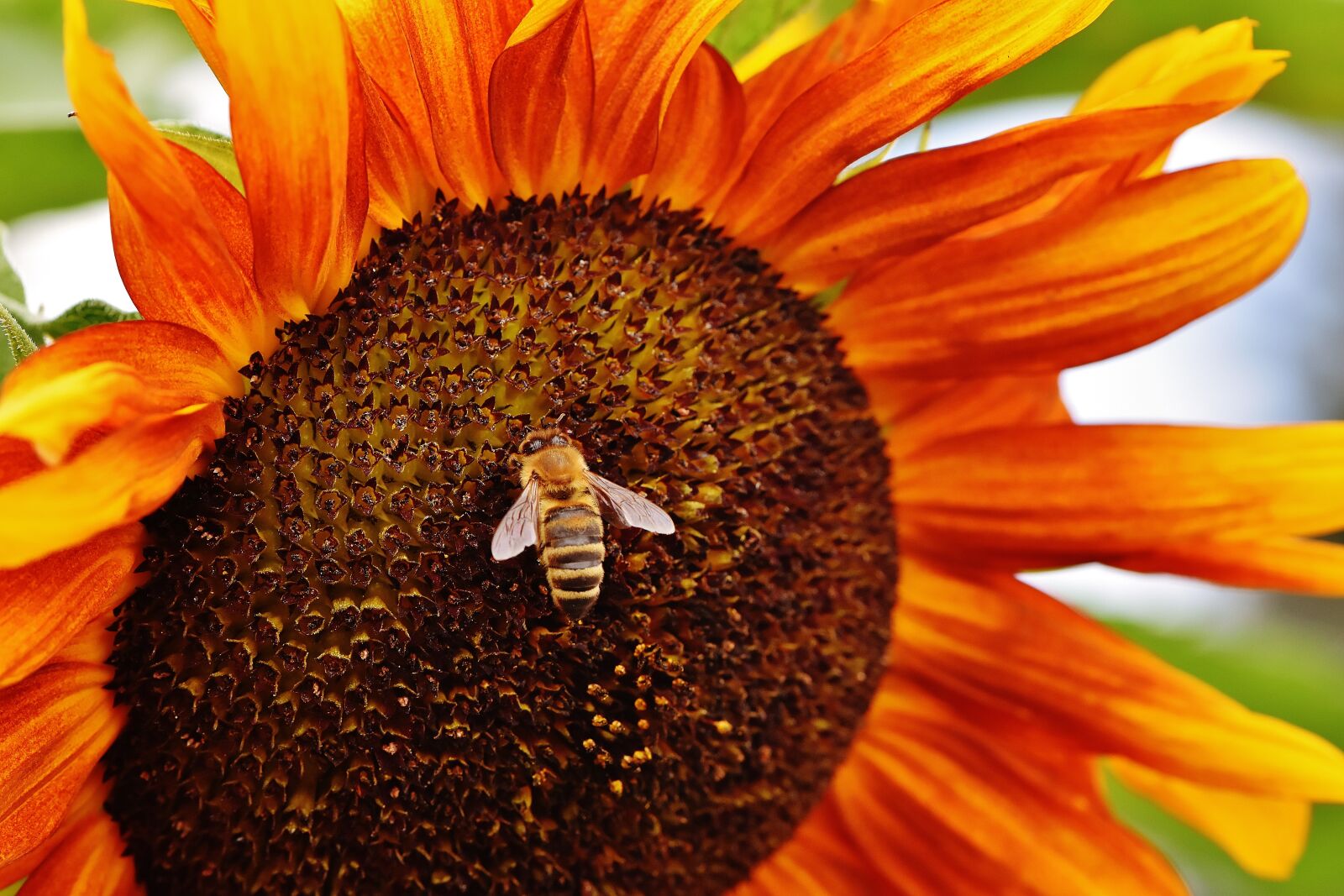 Nikon D7200 sample photo. Sunflower, bees, summer photography
