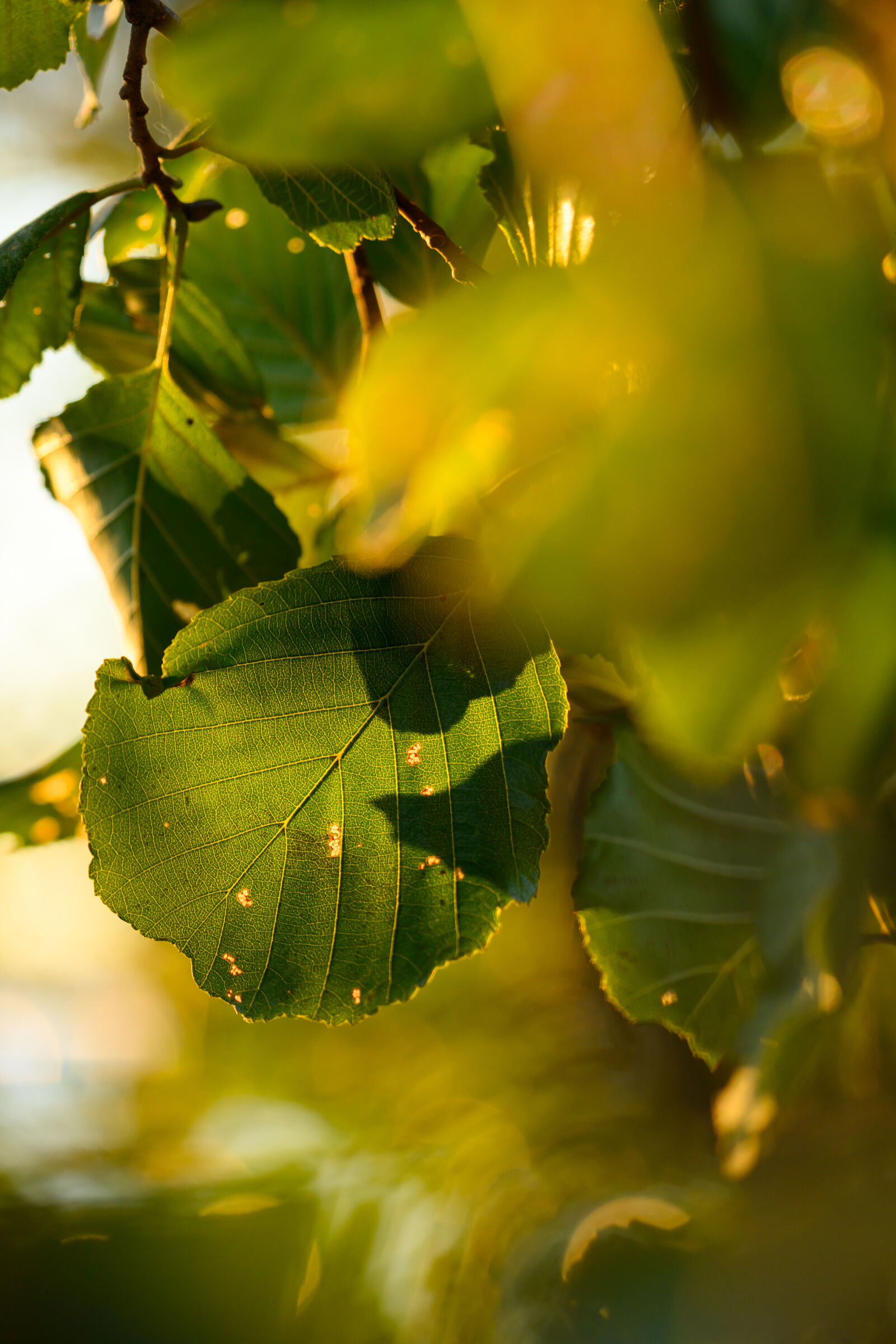 Nikon Z8 sample photo. Leaf bokeh photography