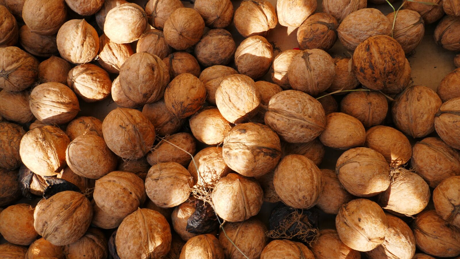 Panasonic Lumix DMC-FZ1000 sample photo. Nuts, walnuts, food photography