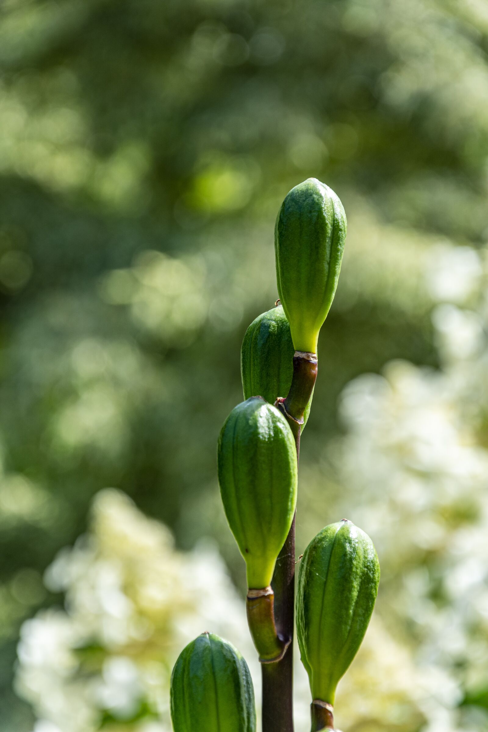 Nikon D3400 sample photo. Plant, green, nature photography
