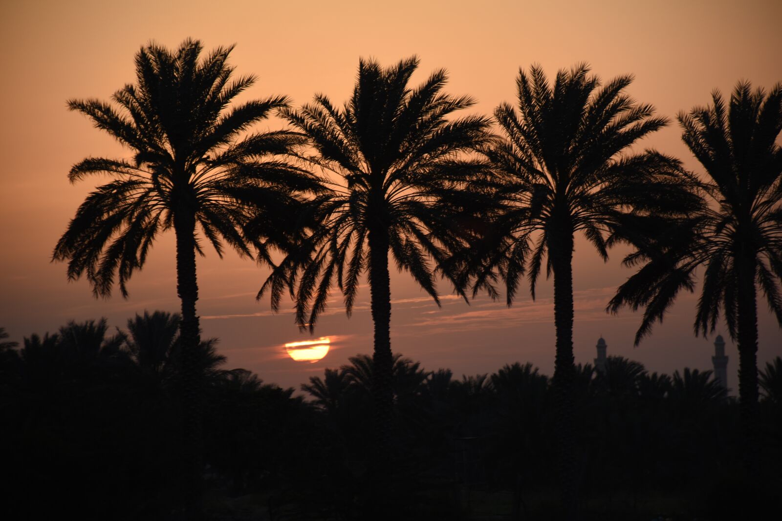 Nikon D5500 sample photo. Sunset, palm, tropical photography