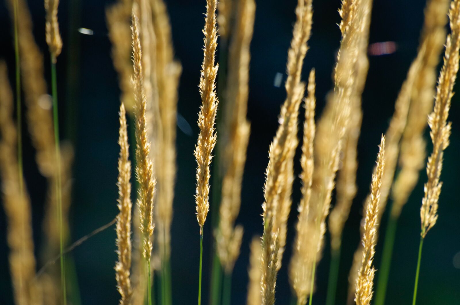 Pentax K-30 sample photo. Grass, halme, grasses photography