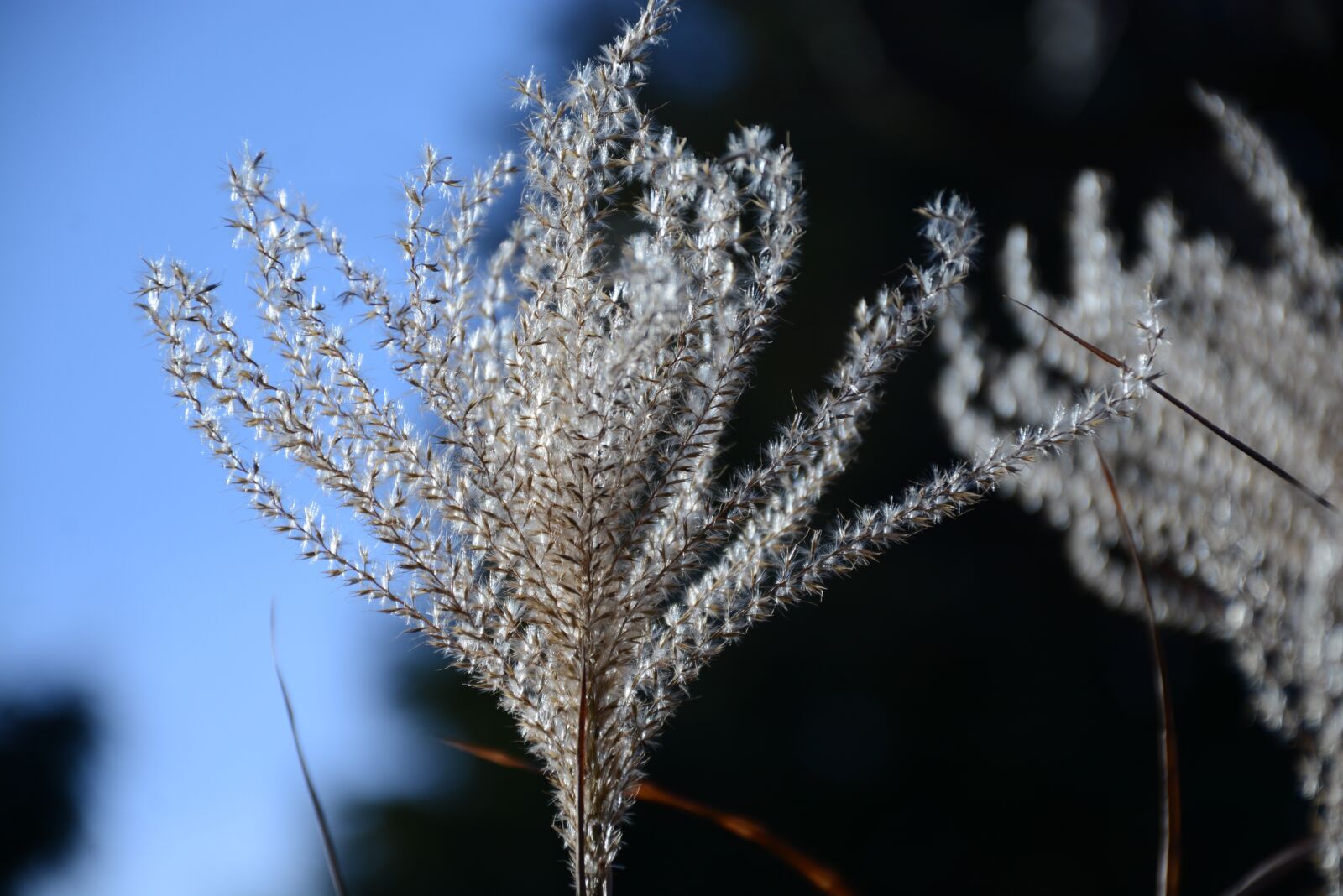 Nikon D7100 sample photo. Grass, dry, nature photography