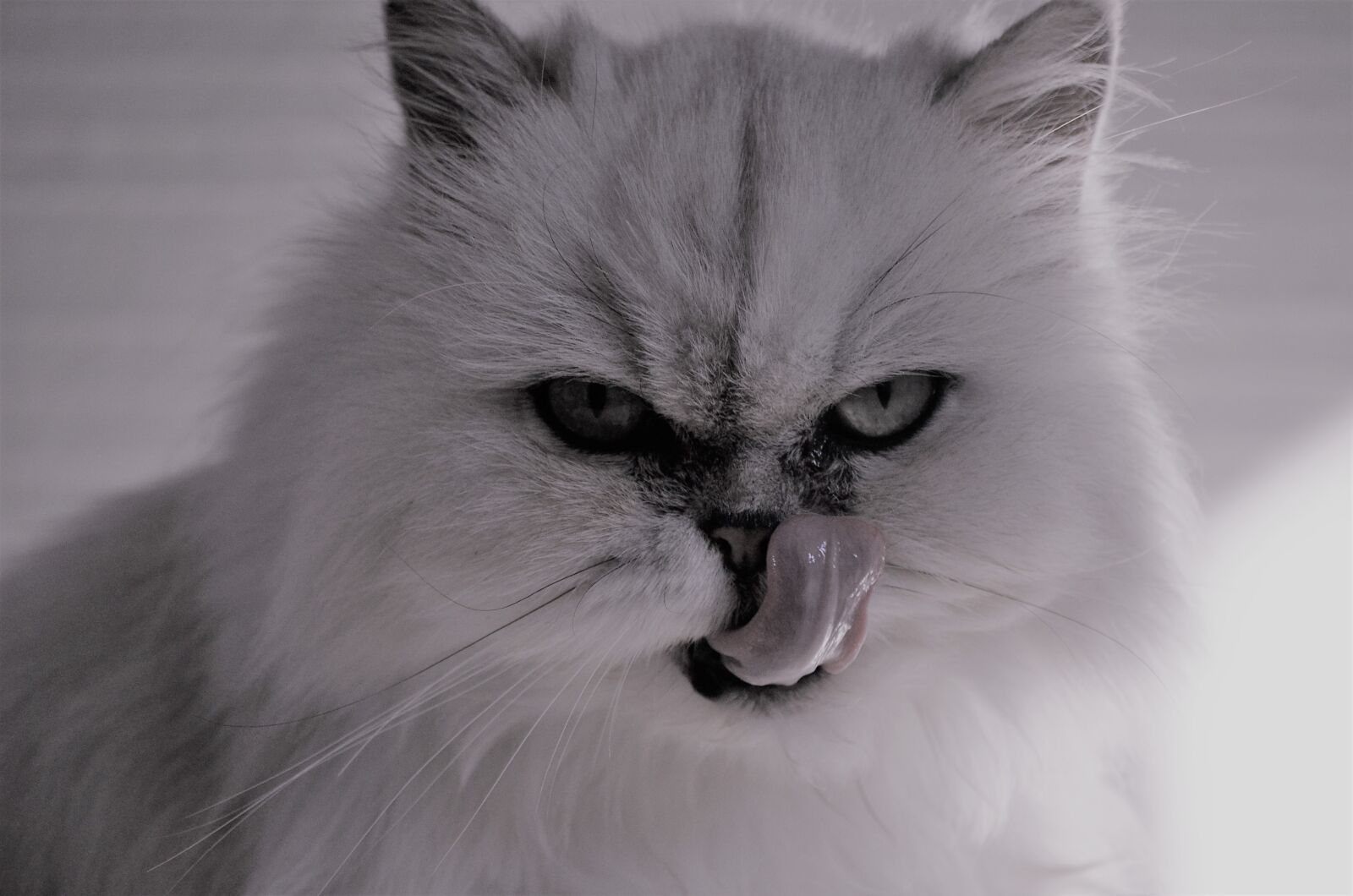 Nikon D5100 sample photo. Cat, tongue, german longhaired photography