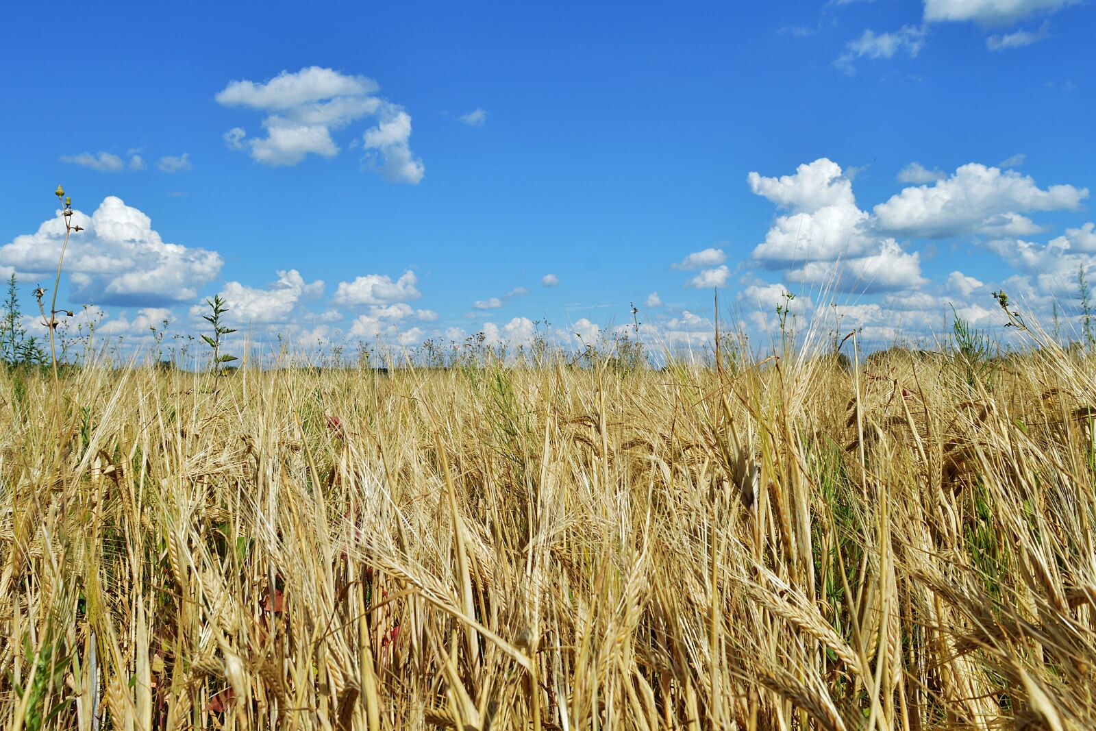Nikon D3200 sample photo. Rye, field, land photography